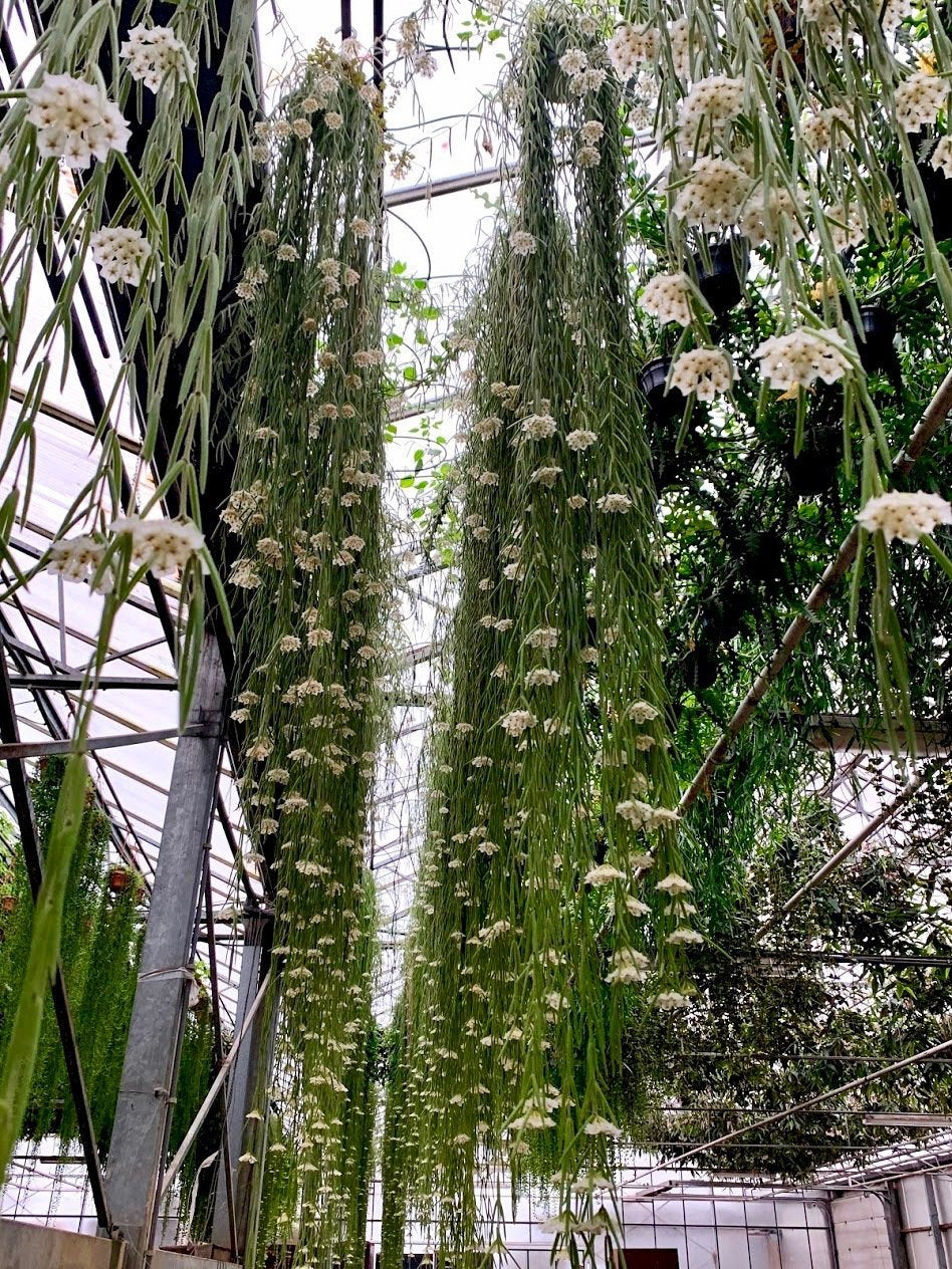 Hoya linearis "XXL Big" (90/100 cm Long)