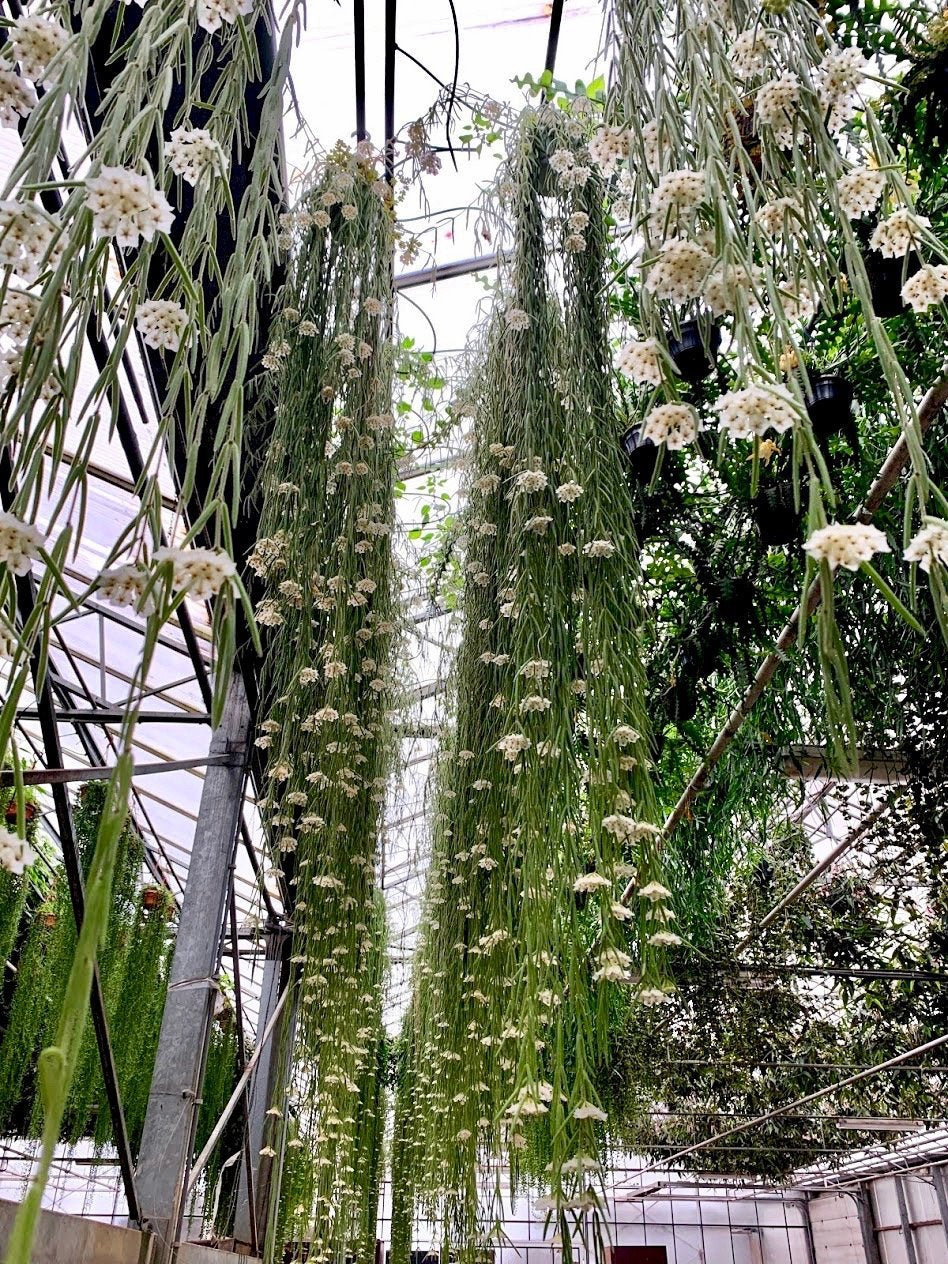 Hoya linearis "XXL Big" (90/100 cm Long)