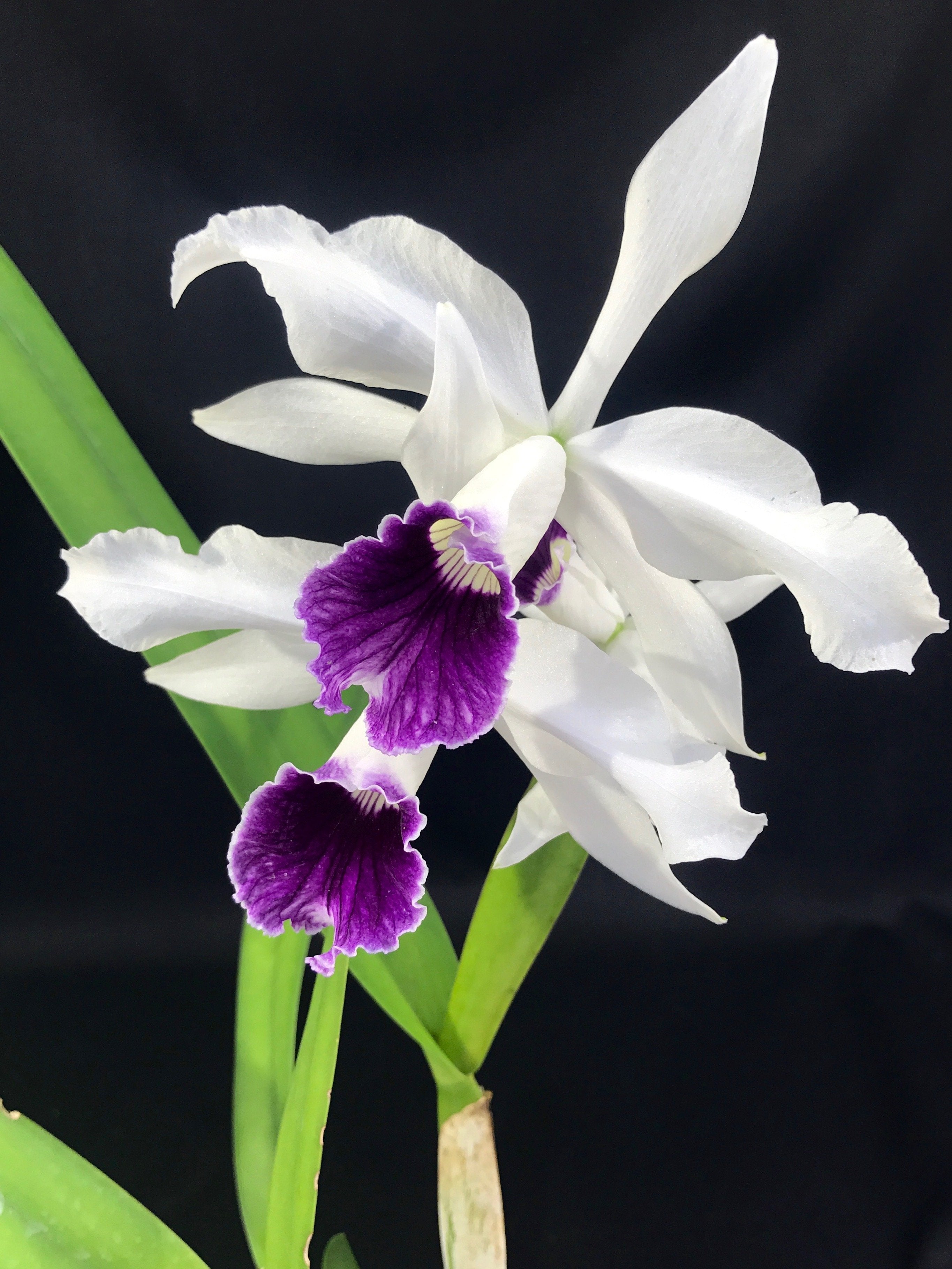 Laelia purpurata var. blue