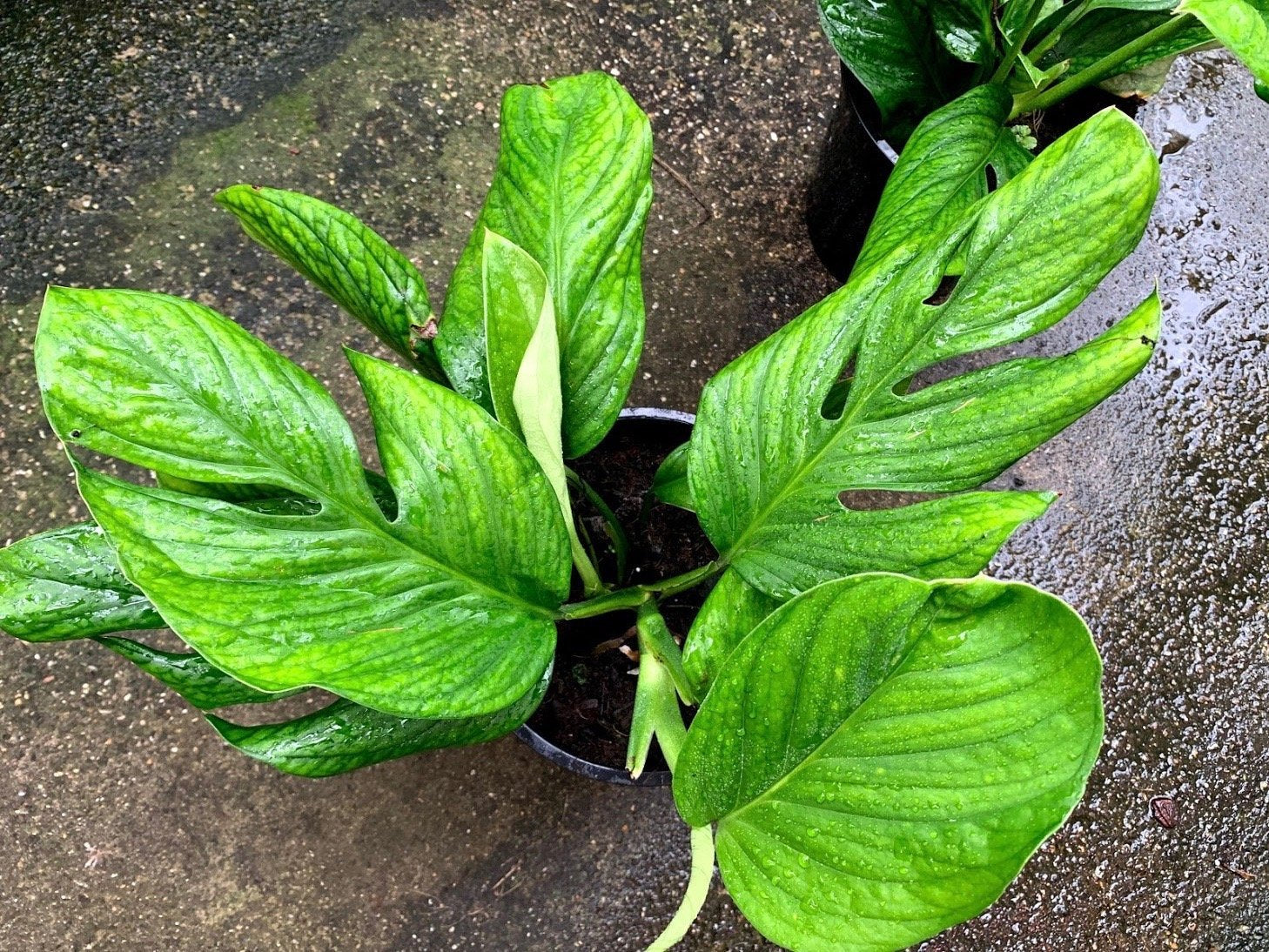 Monstera Pinnatipartita