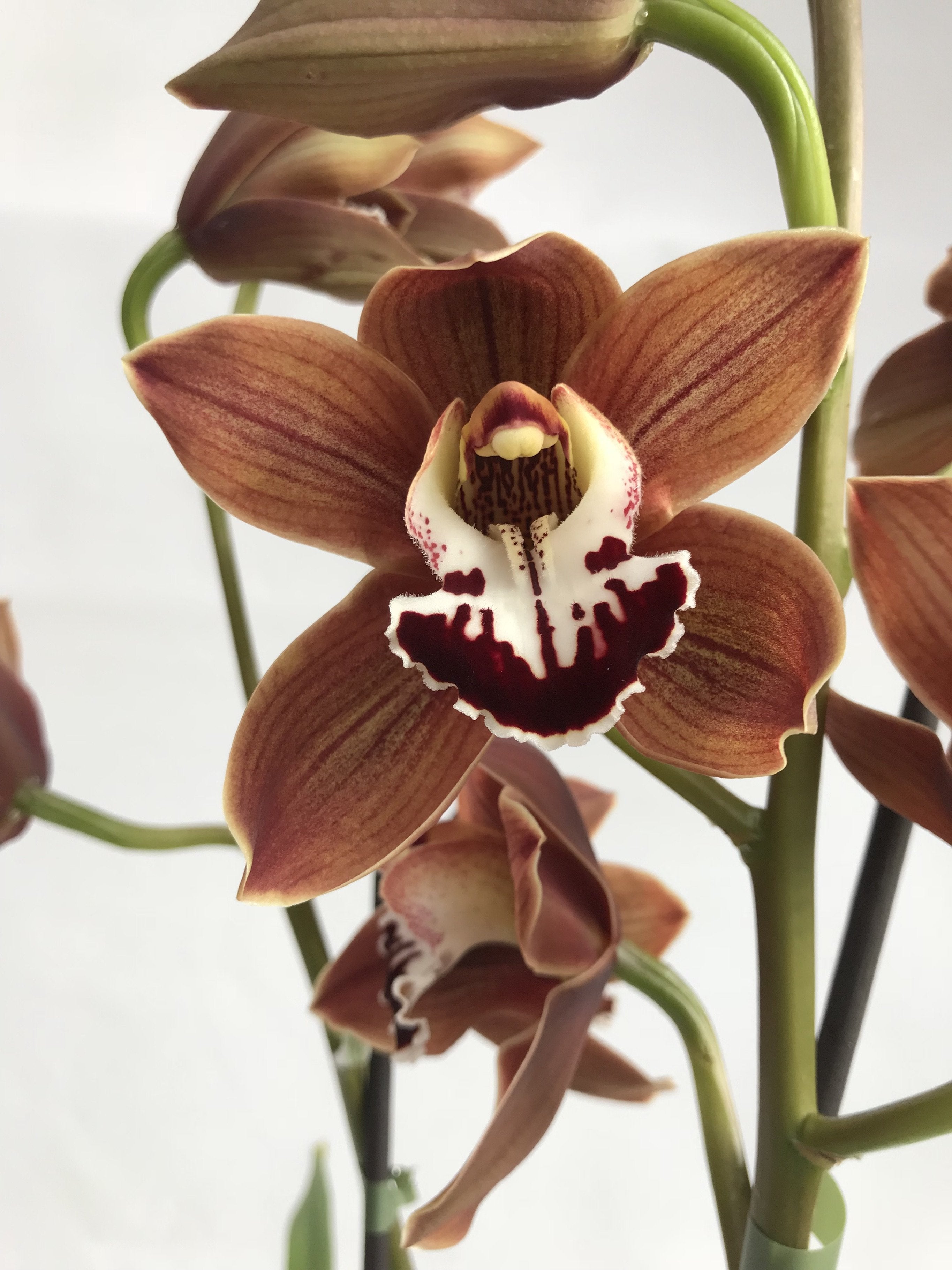 Cymbidium Peito Lake