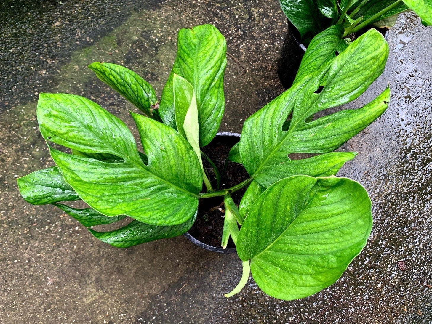 Monstera Pinnatipartita