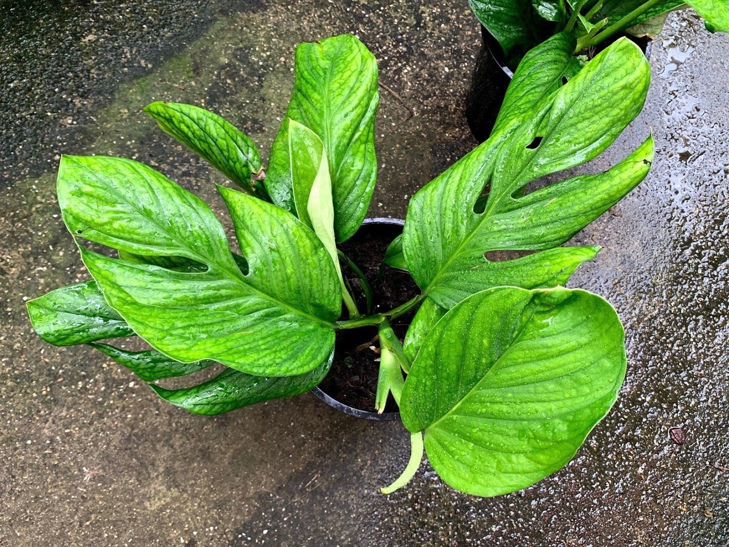 Monstera Pinnatipartita