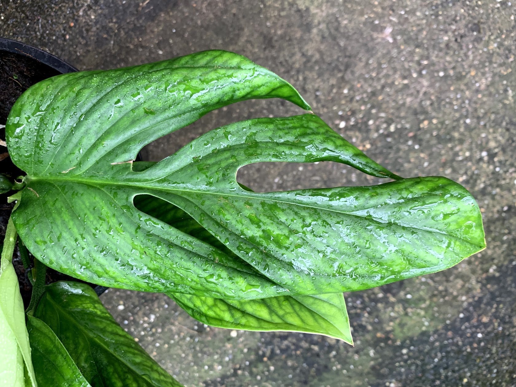 Monstera Pinnatipartita
