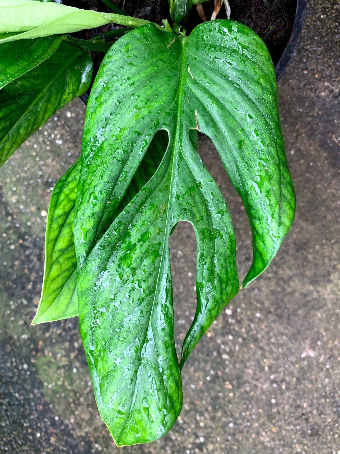 Monstera Pinnatipartita