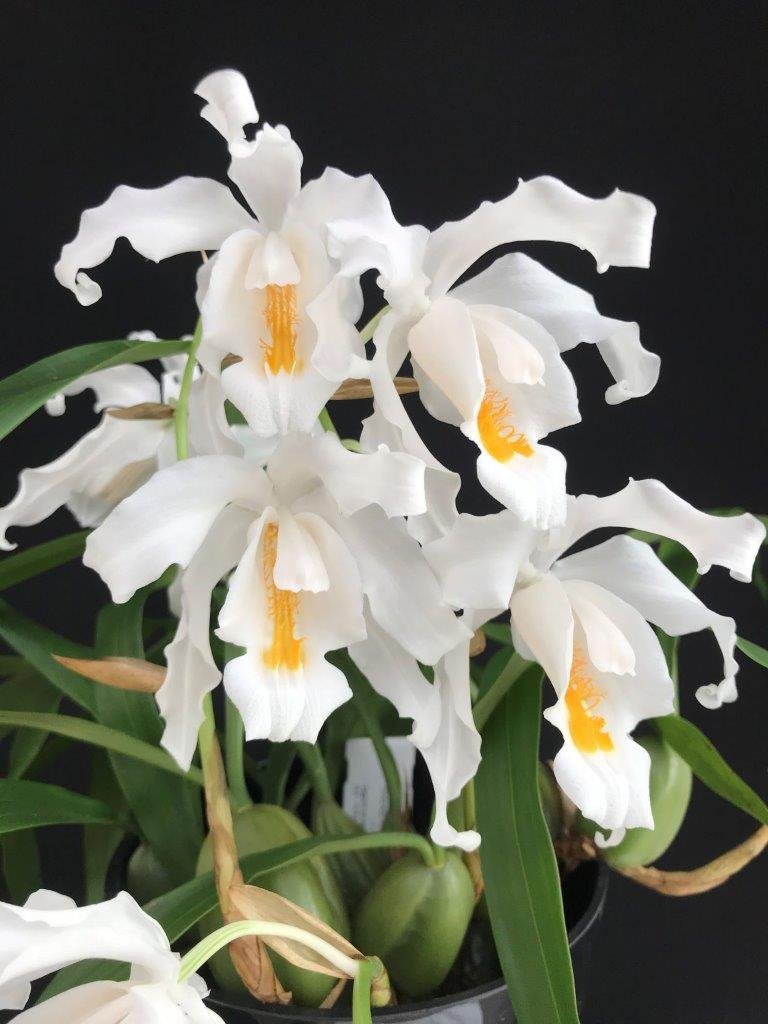 Coelogyne cristata "Big XXL"