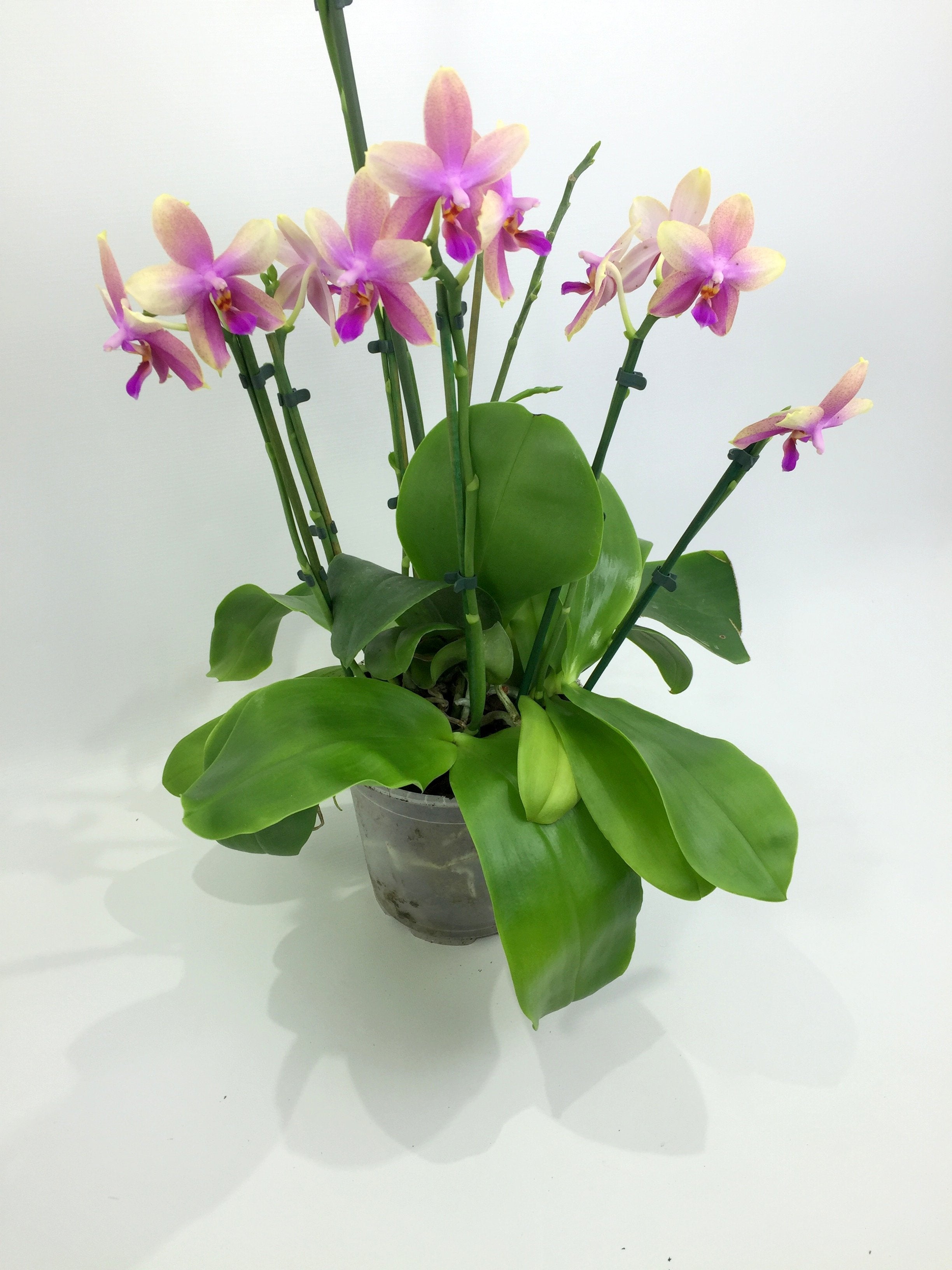Phalaenopsis Liodoro