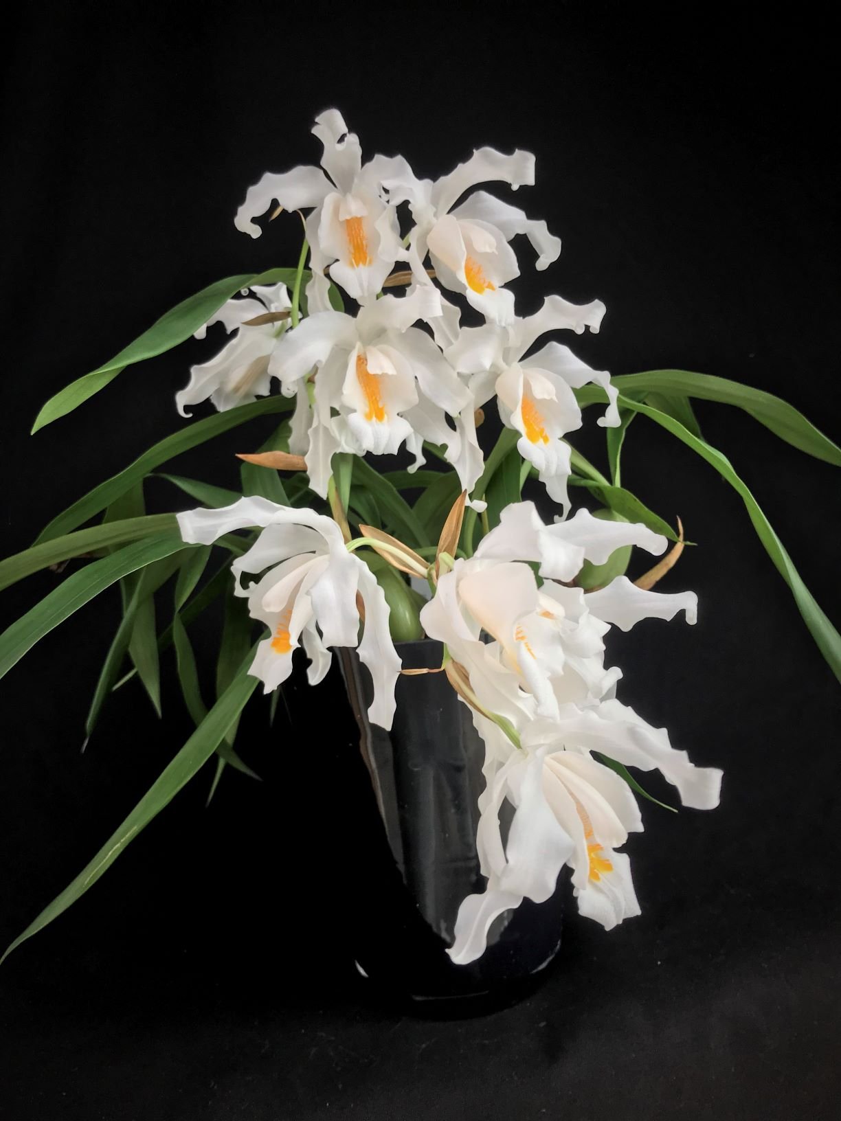 Coelogyne cristata "Big XXL"