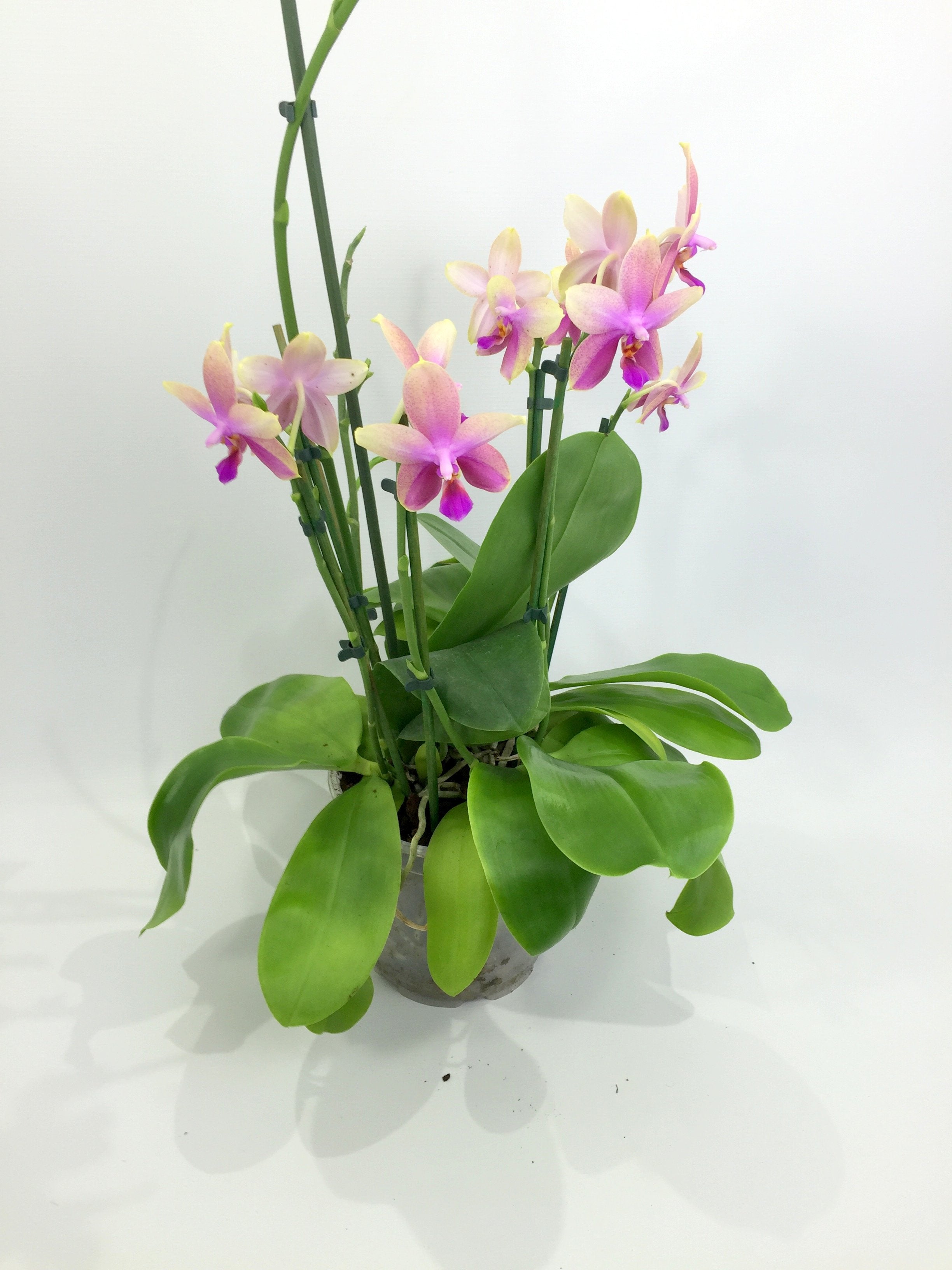 Phalaenopsis Liodoro