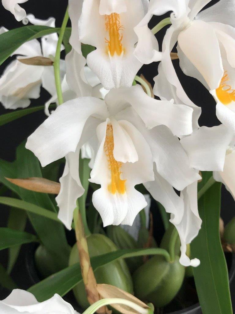 Coelogyne cristata "Big XXL"