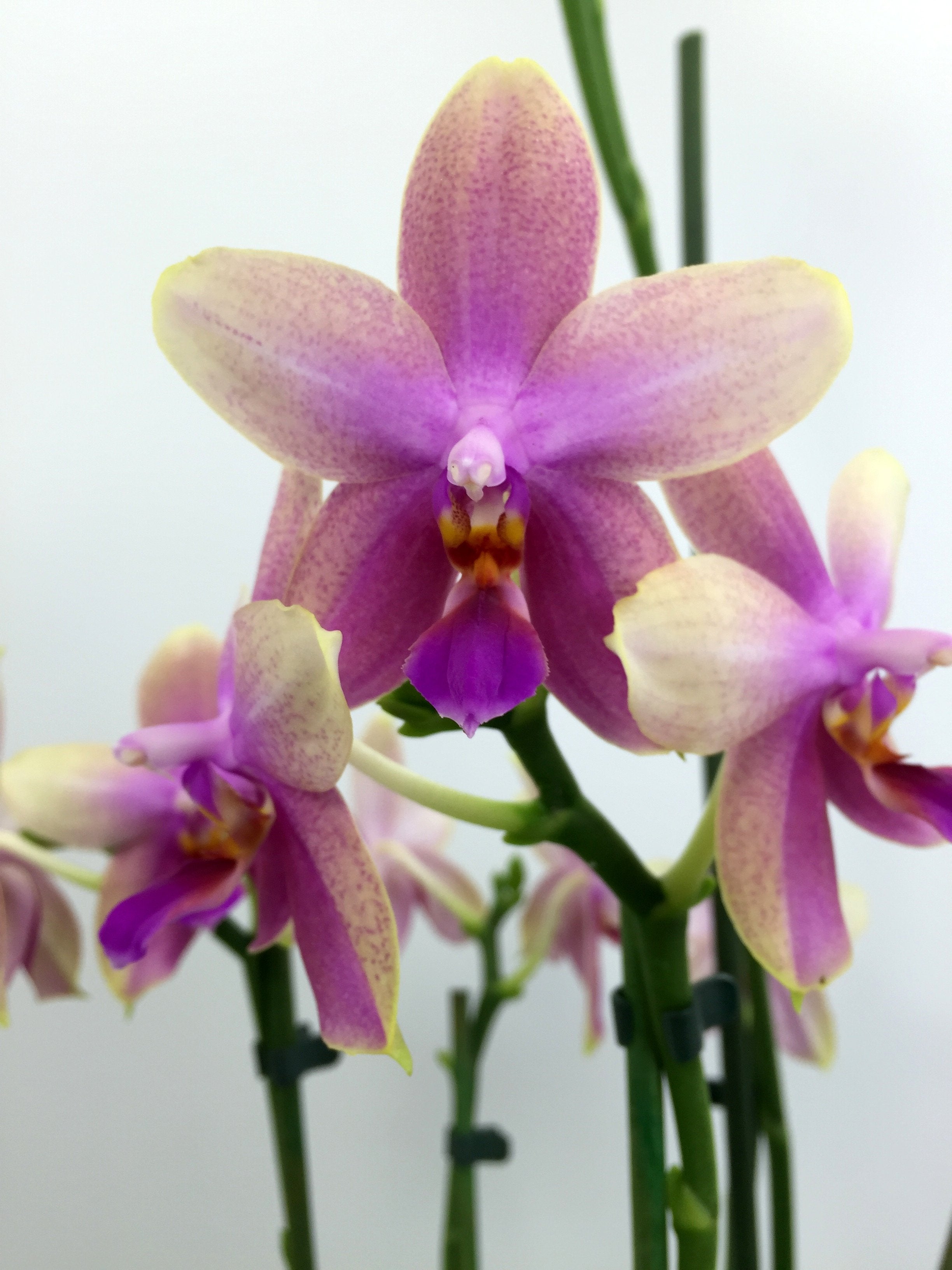 Phalaenopsis Liodoro