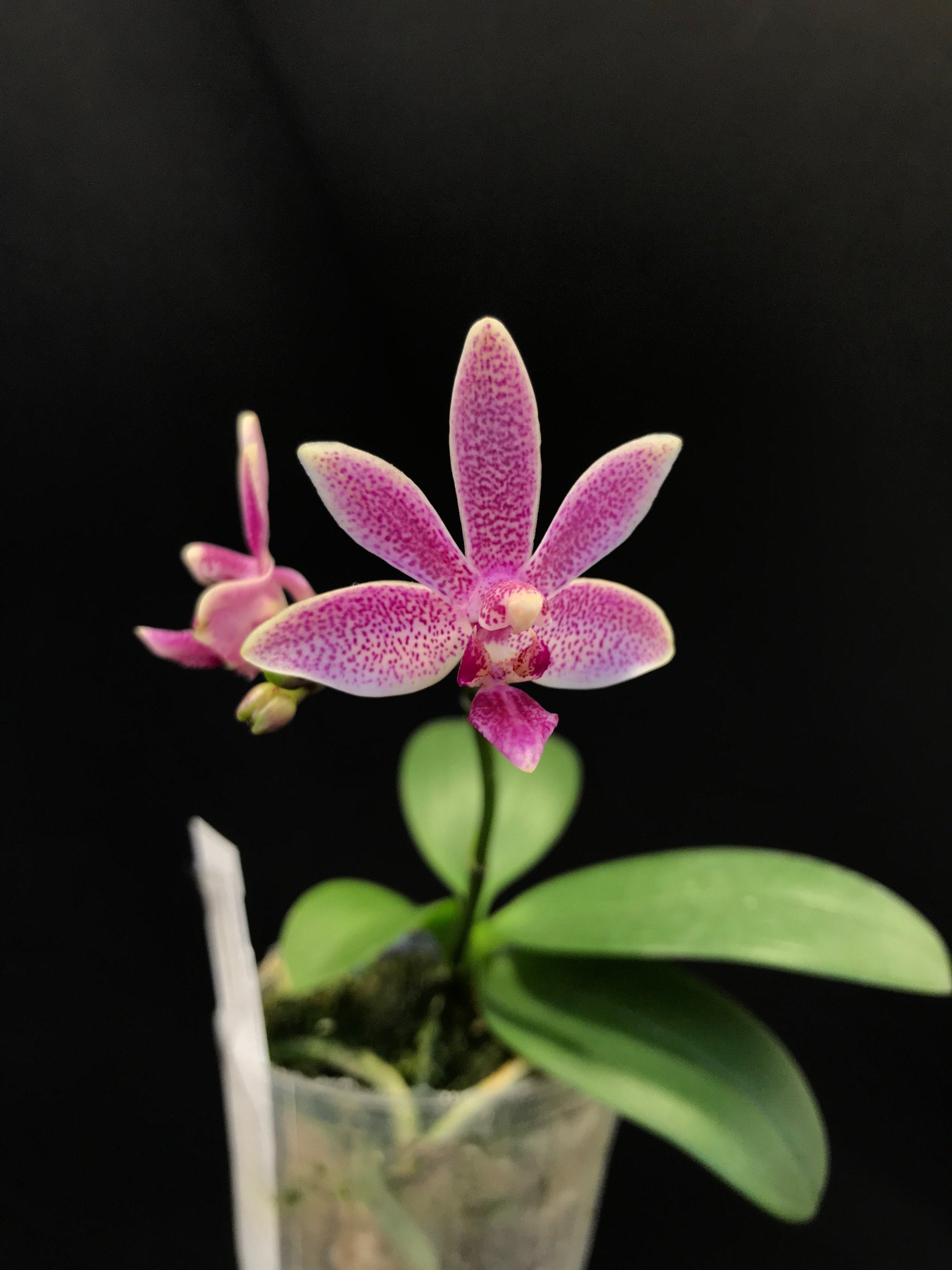 Phalaenopsis Caribbean Sunset x minus