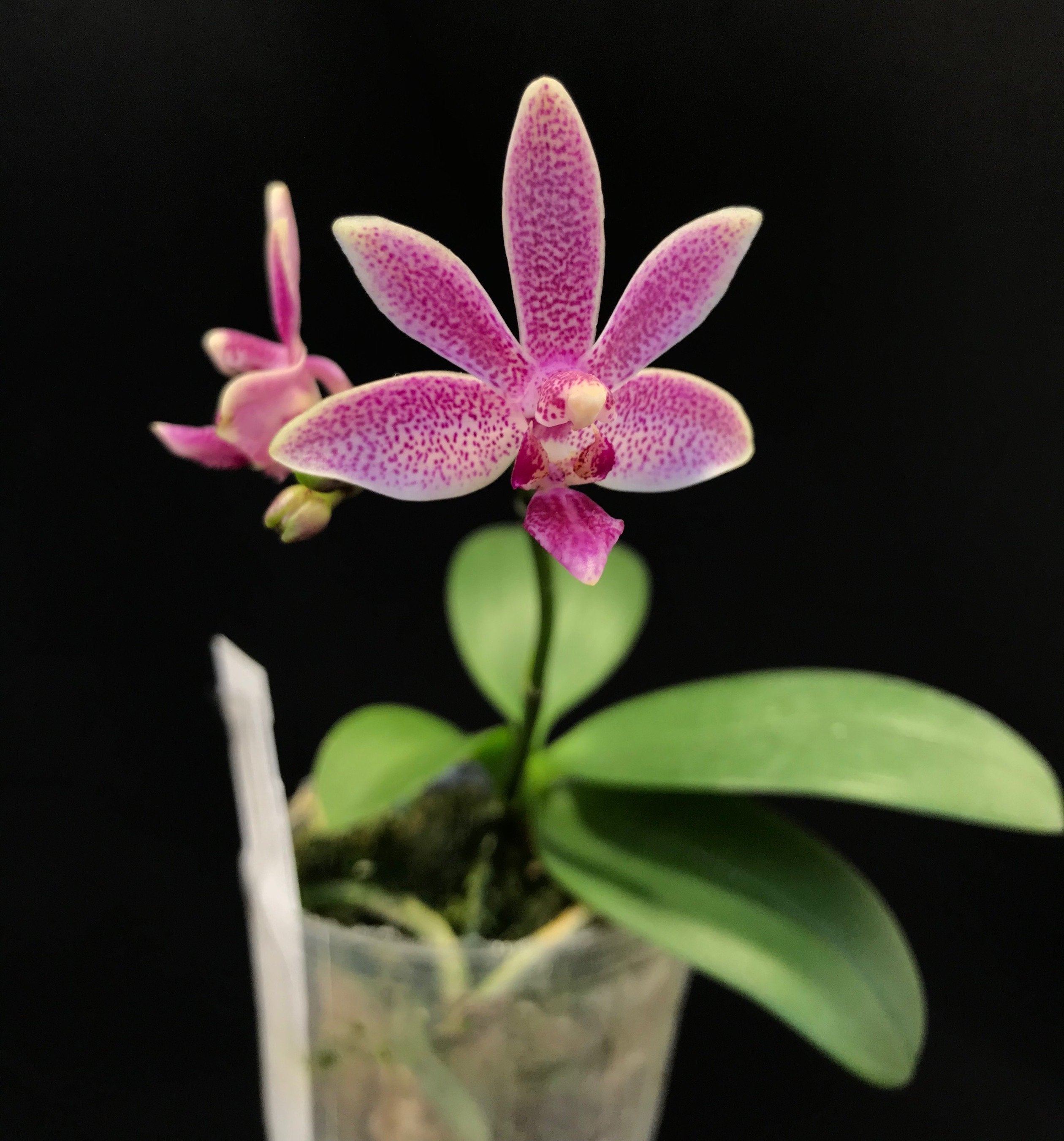 Phalaenopsis Caribbean Sunset x minus