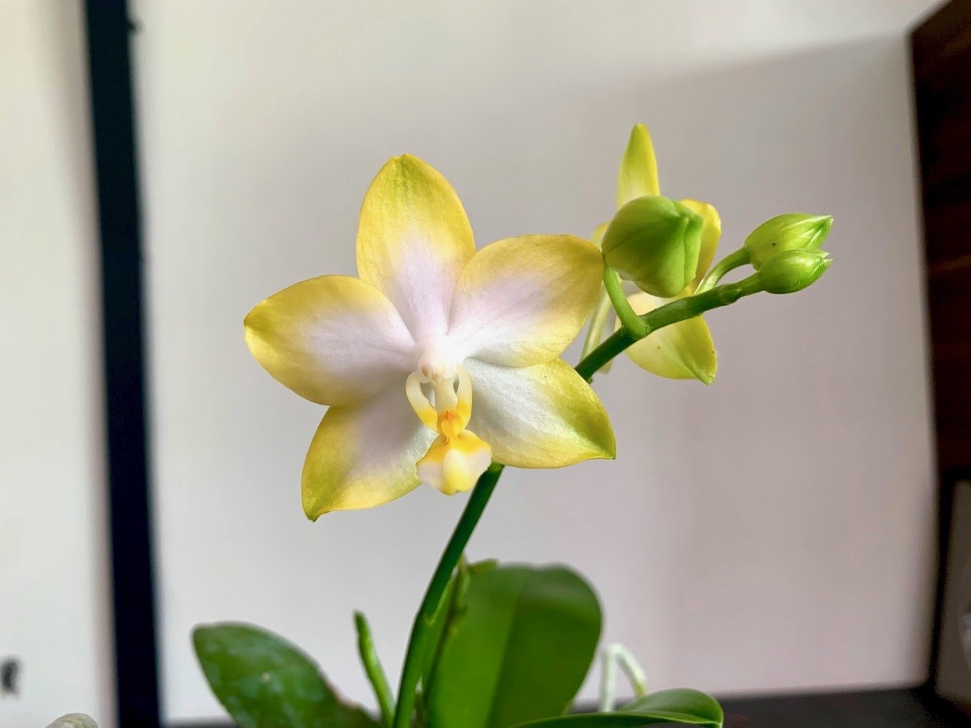 Phalaenopsis Yuan Shan Sweet Girl