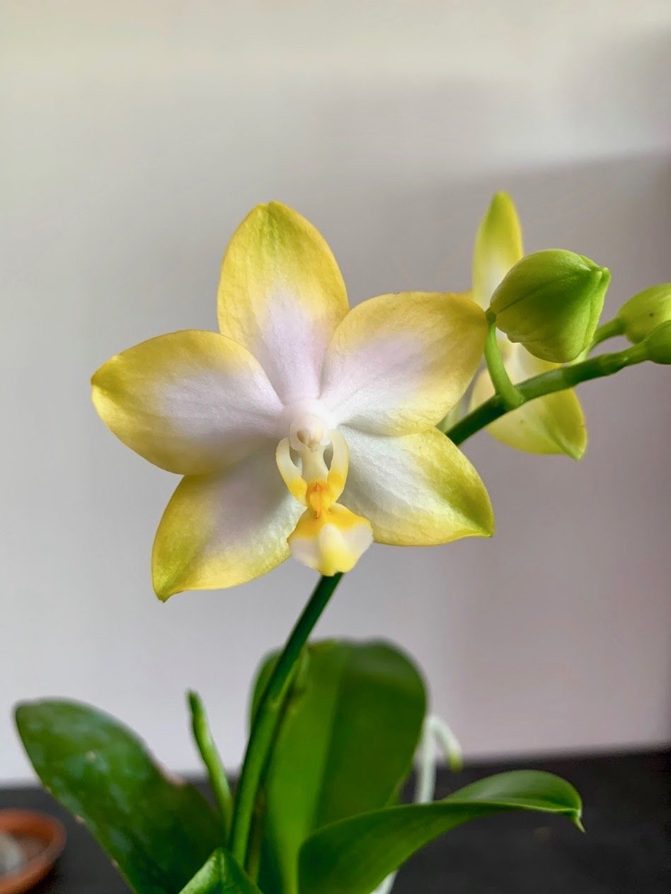Phalaenopsis Yuan Shan Sweet Girl