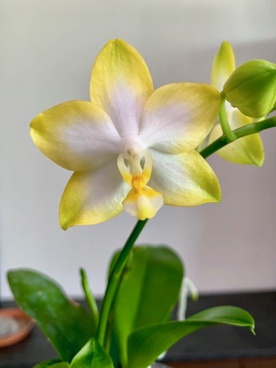 Phalaenopsis Yuan Shan Sweet Girl