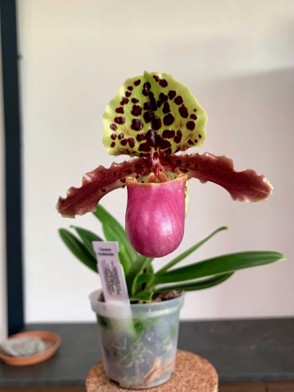 Paphiopedilum Dolls Kobold