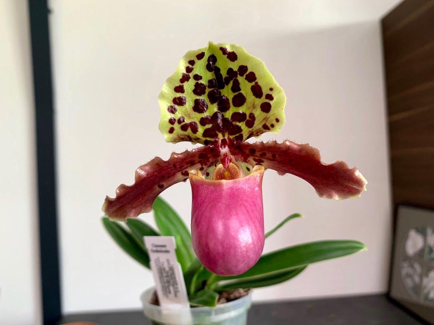 Paphiopedilum henryanum "Dark"