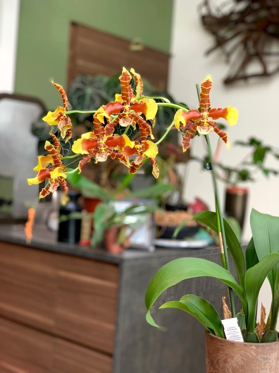 Odontoglossum Rawdon Jester “Great Bee” (XXL Big)