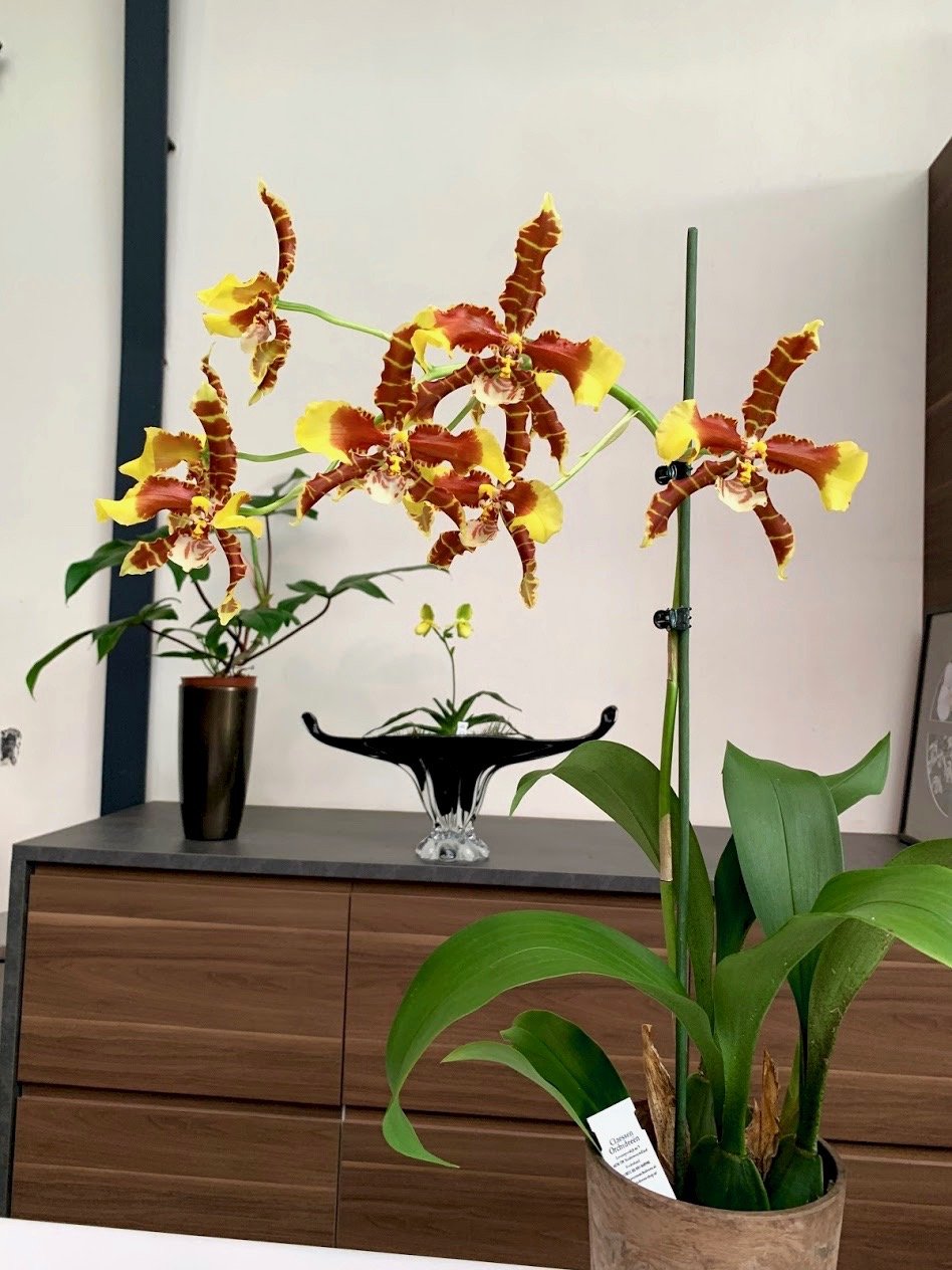 Odontoglossum Rawdon Jester “Great Bee” (XXL Big)