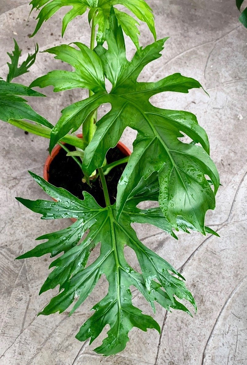 Philodendron Warscewiczii | leaves store has some damage | Free Shipping* SUPER RARE