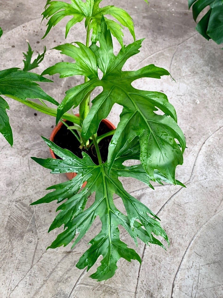 Philodendron warscewiczii (Small plant)