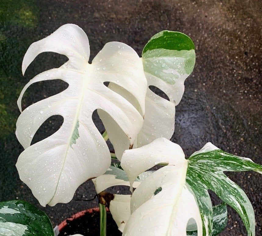 Monstera deliciosa Variegata albo (Special White Edition)