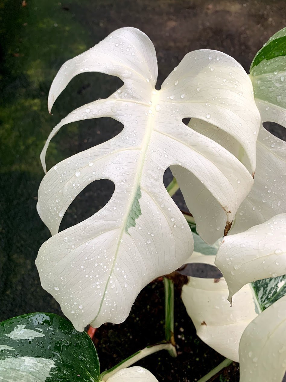 Monstera deliciosa Variegata albo (Special White Edition)