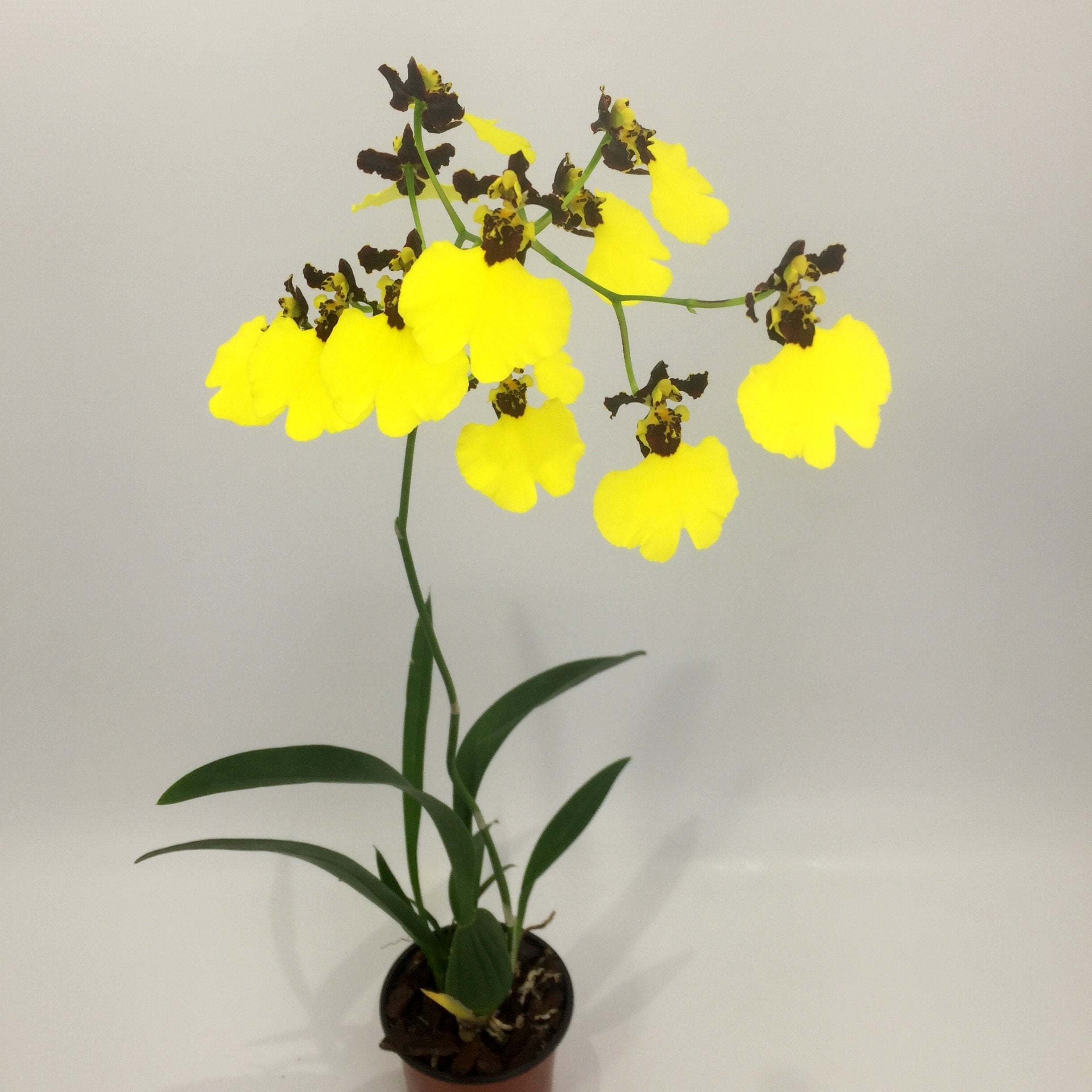 Oncidium varicosum "Balduin Black"