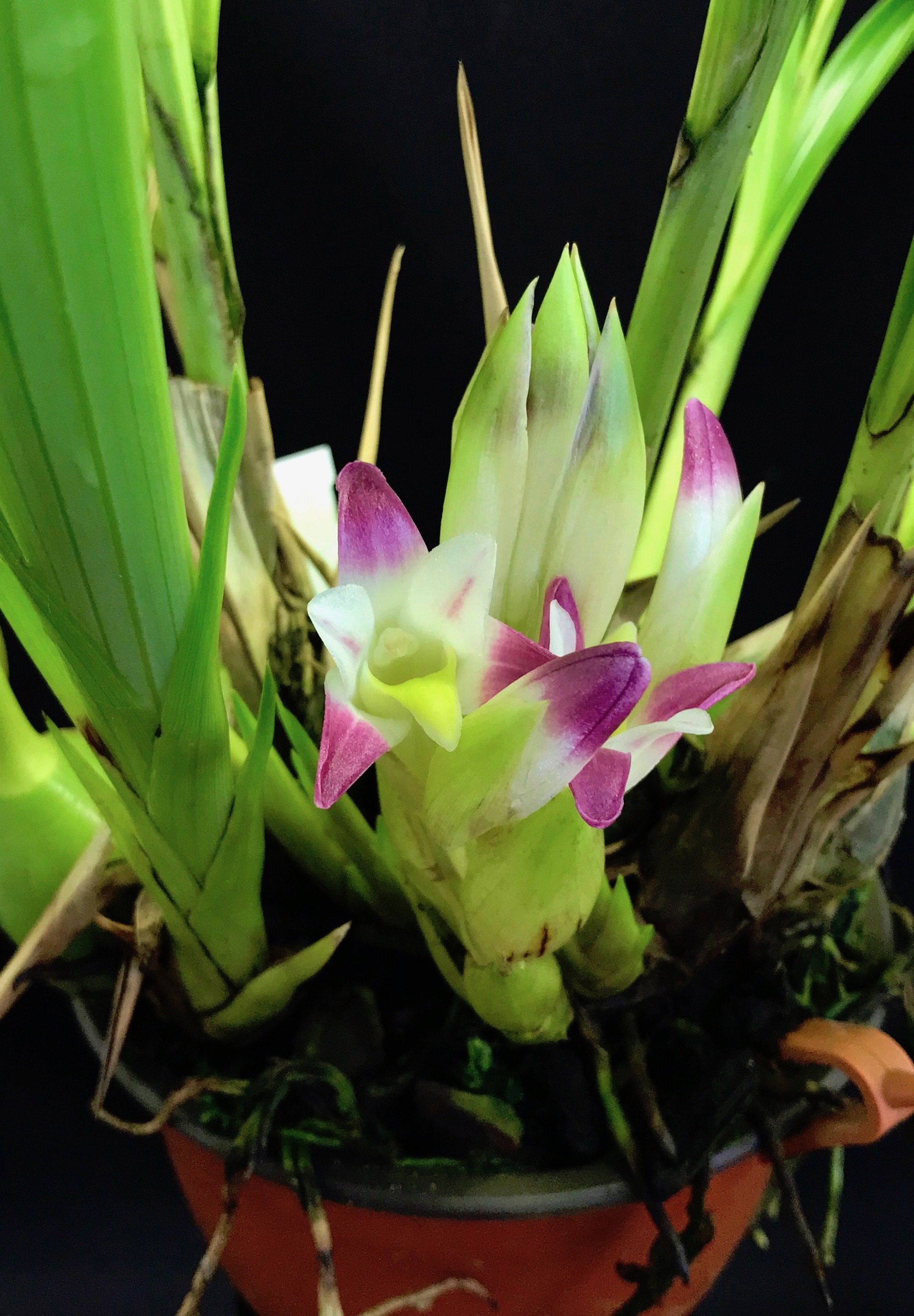 Coelia bella (syn. Bothriochilus bellus) "Big"