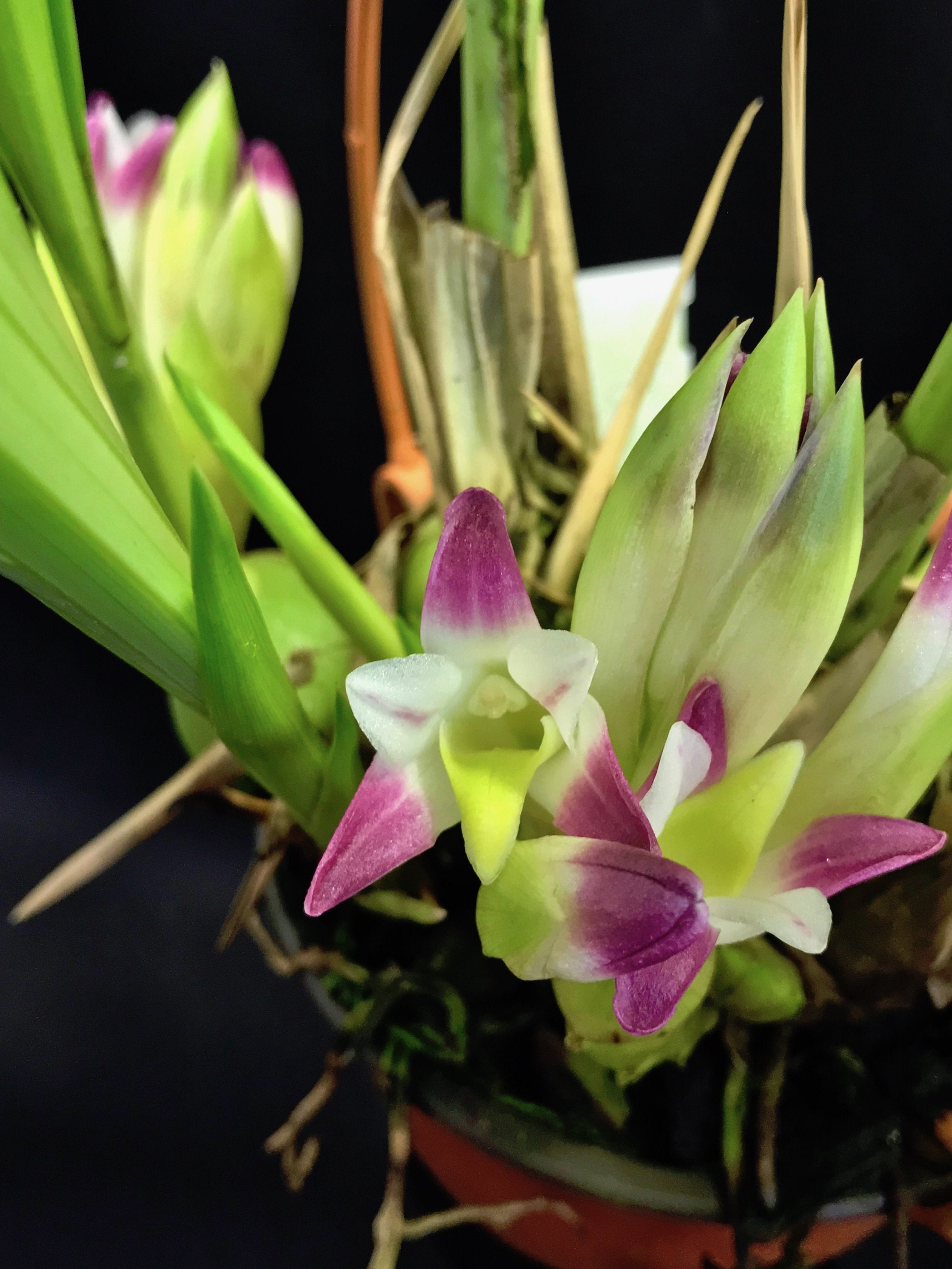 Coelia bella (syn. Bothriochilus bellus) "Big"