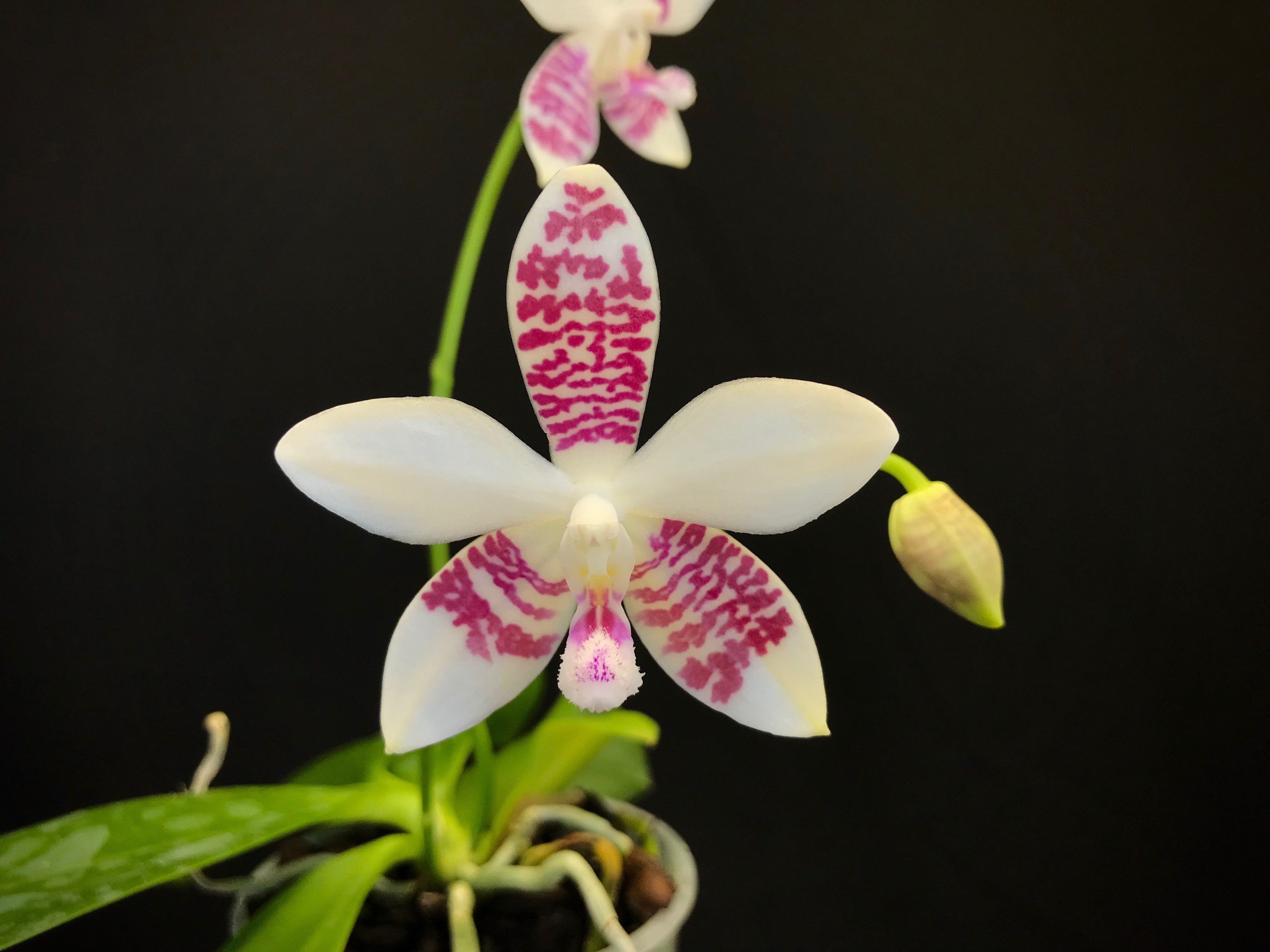 Phalaenopsis (amabilis x tetraspis C1) x tetraspis C1