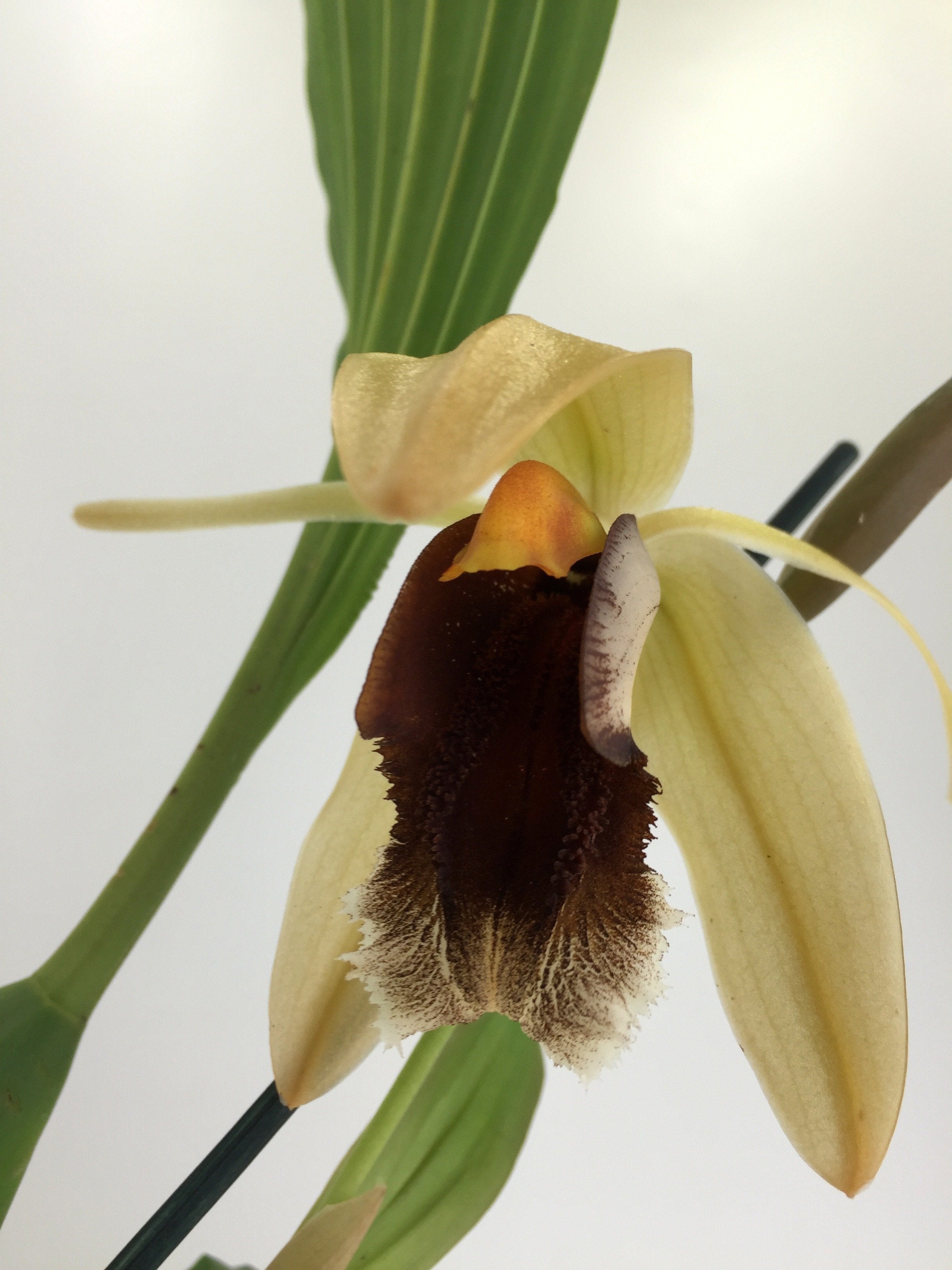 Coelogyne usitana x salmonicolor