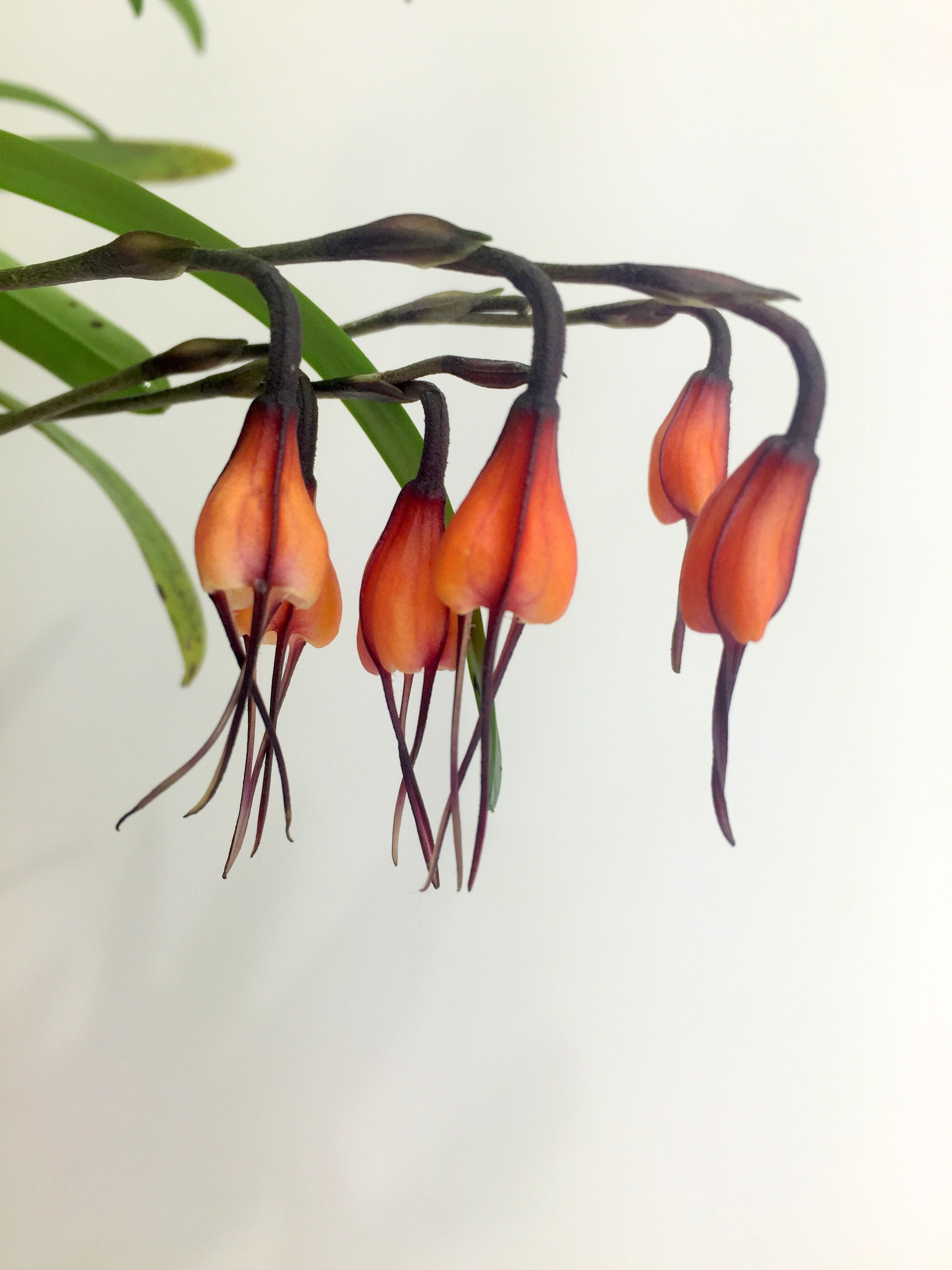 Dracula sodiroi (aaporchidee)