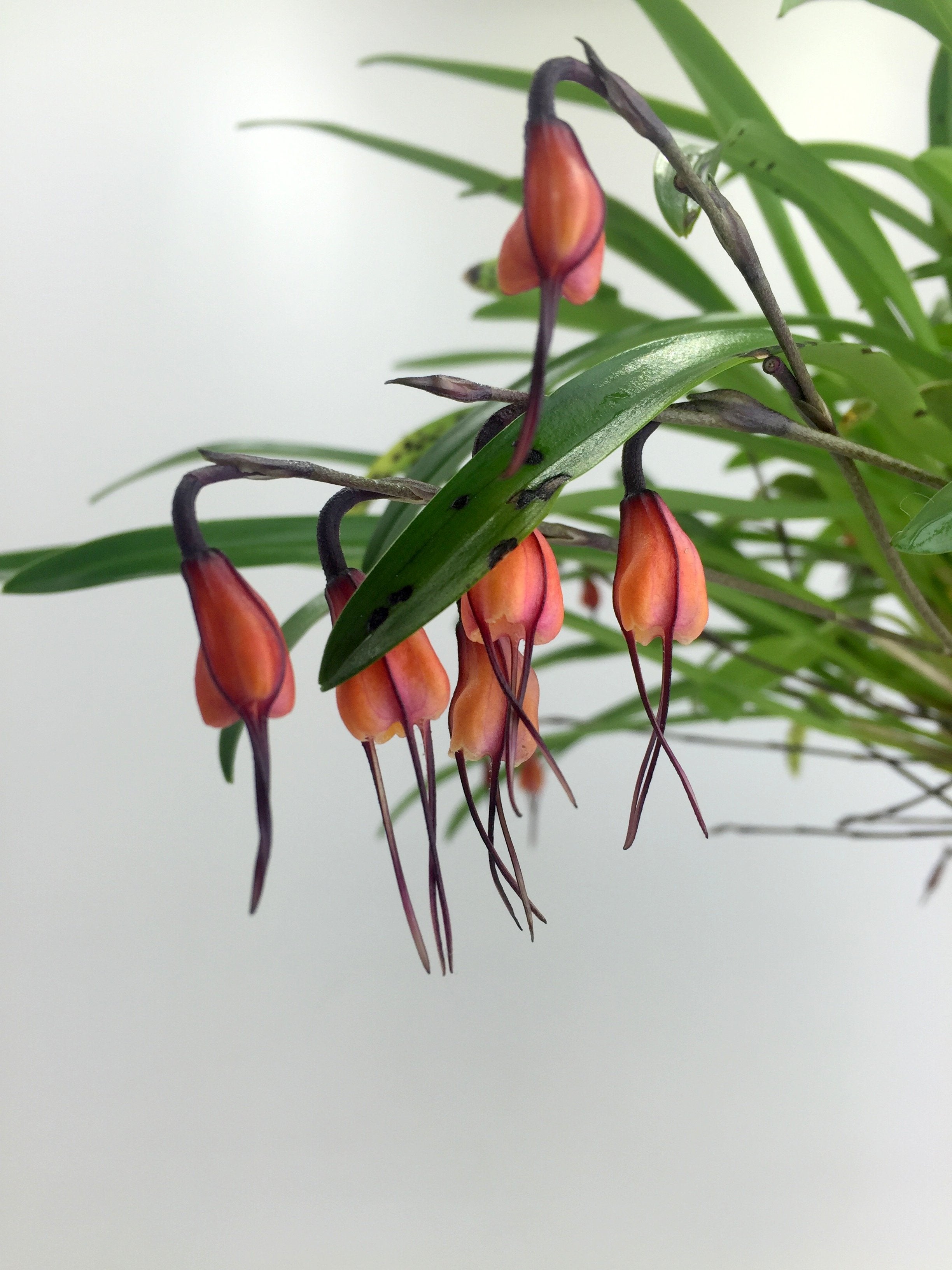 Dracula sodiroi (aaporchidee)