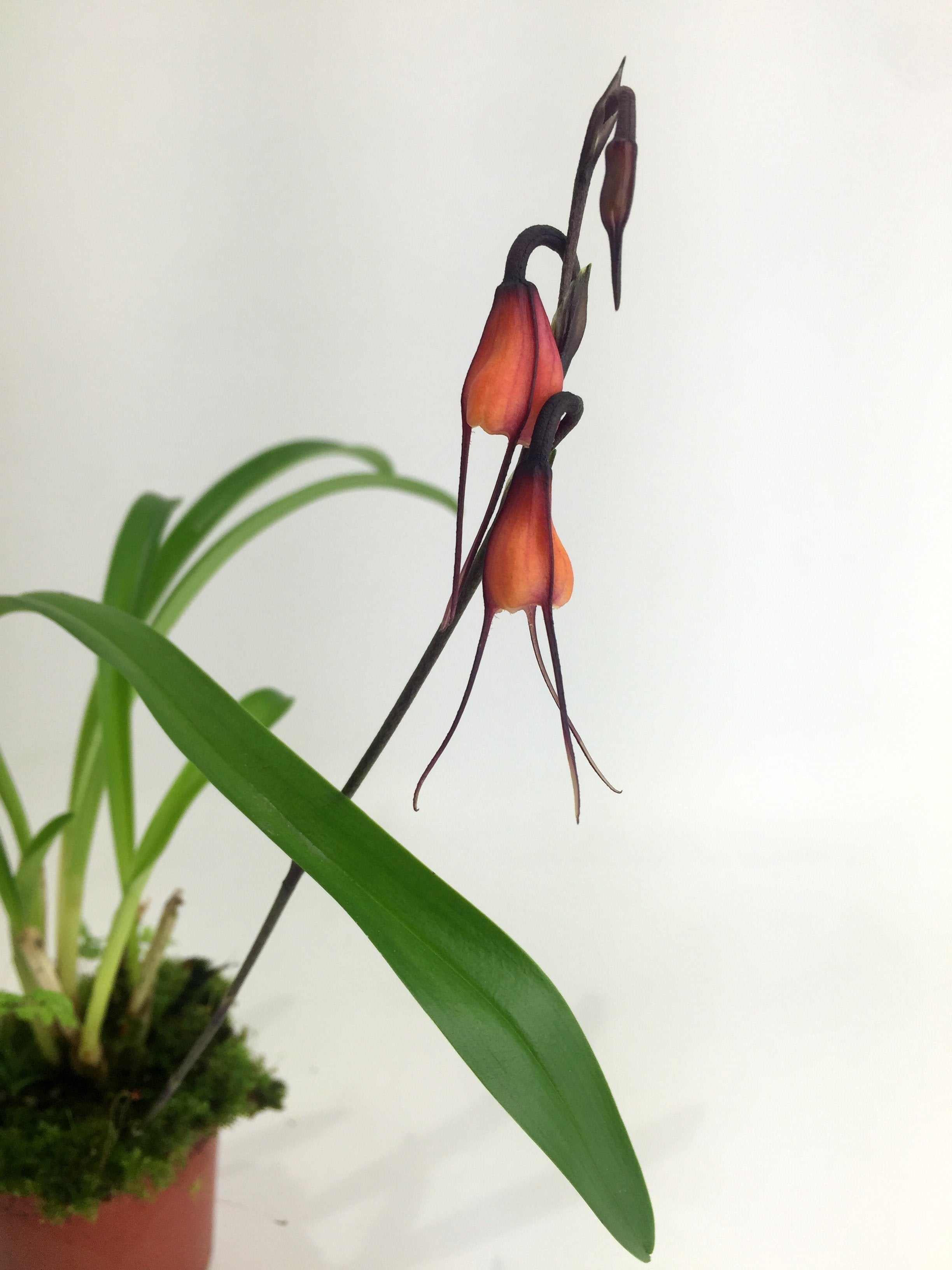 Dracula sodiroi (aaporchidee)