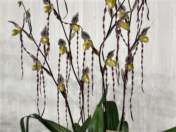 Paphiopedilum philippinense "long petal"
