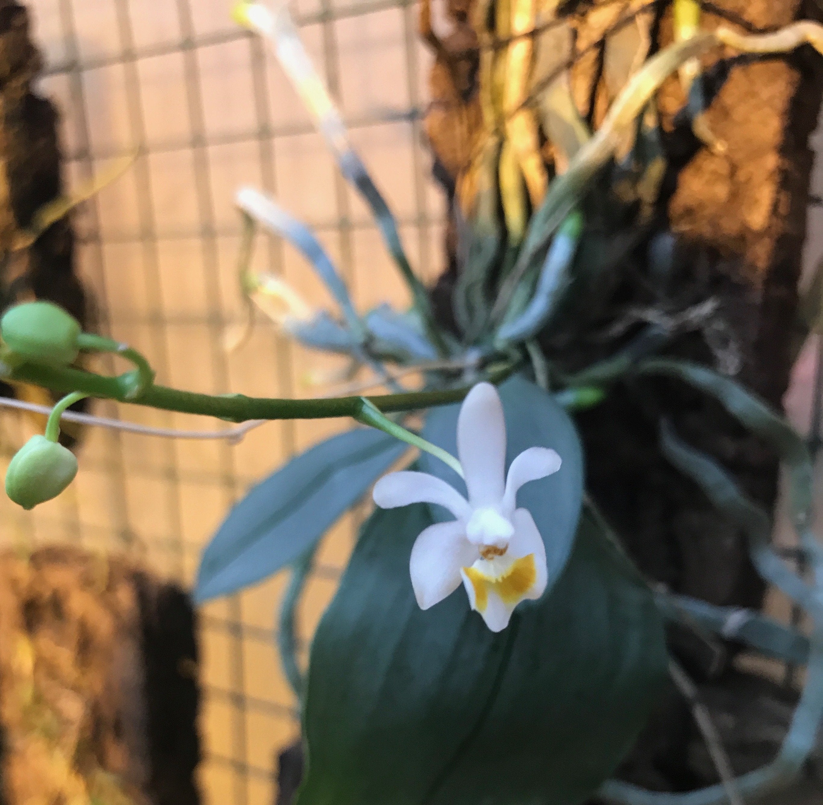 Phalaenopsis malipoensis