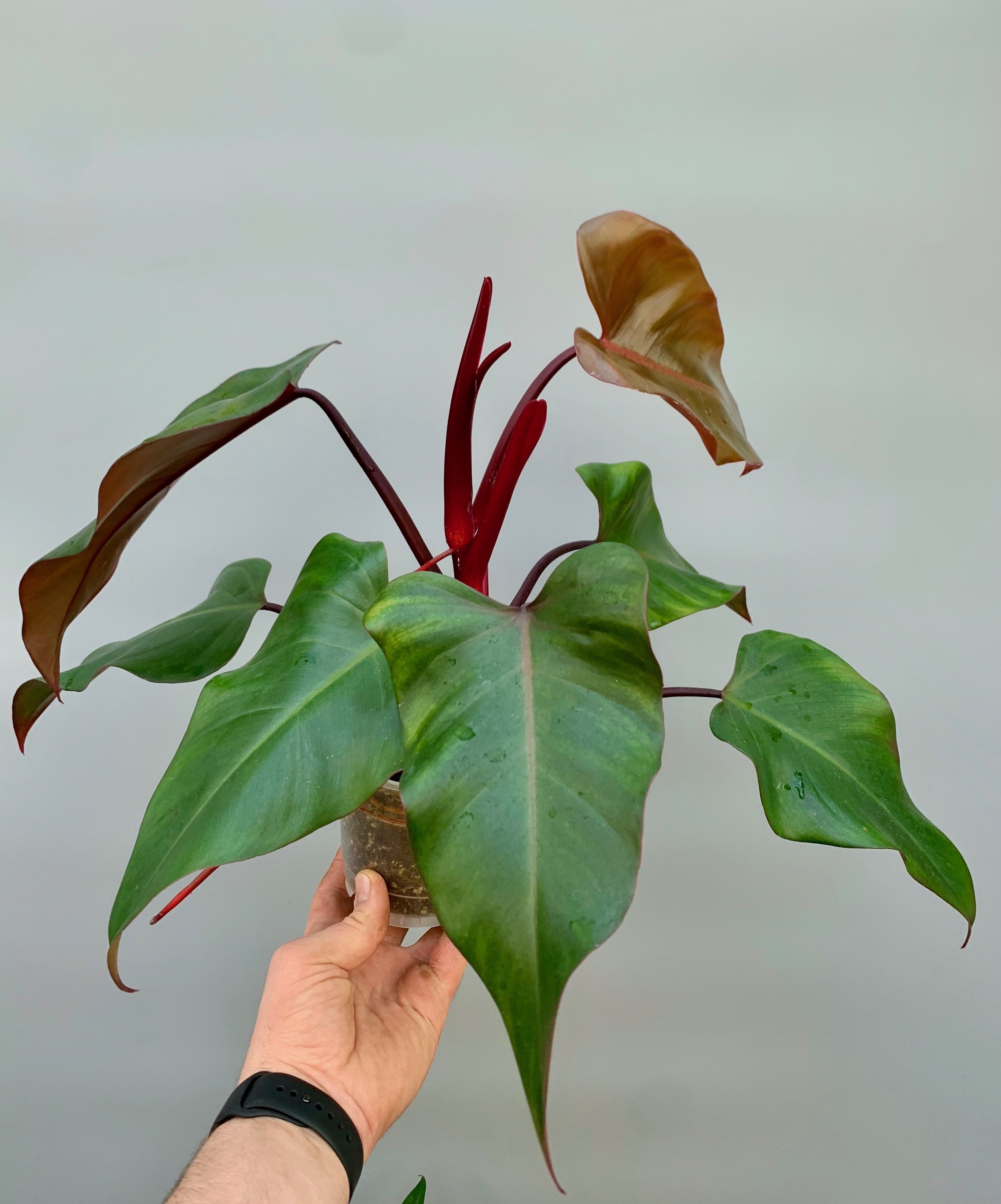 Shops Philodendron Strawberry Shake cutting