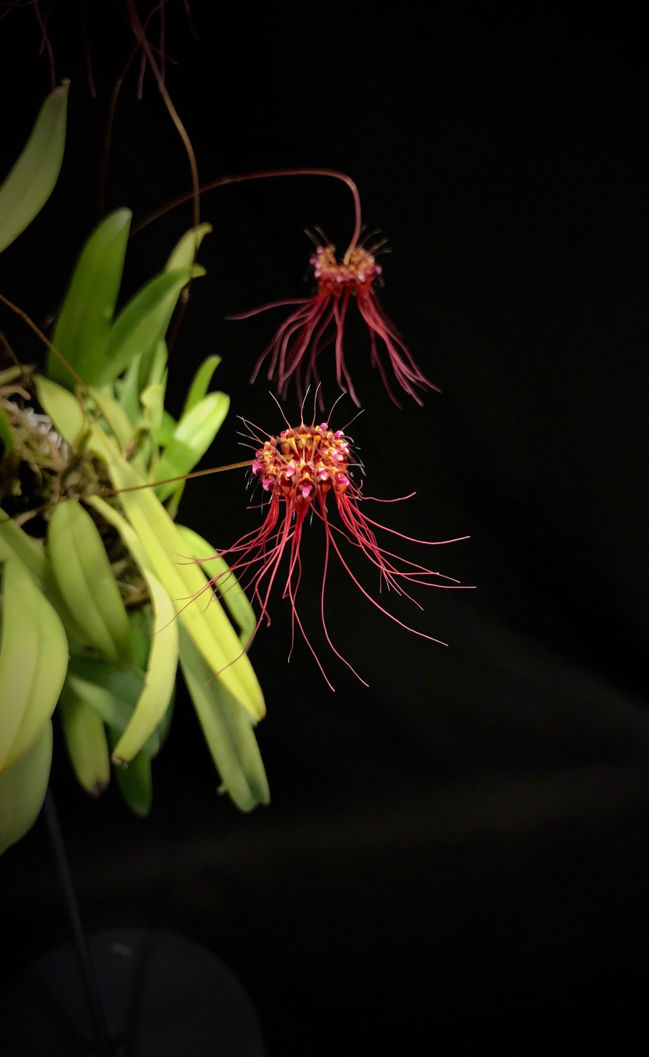 Bulbophyllum gracillimum
