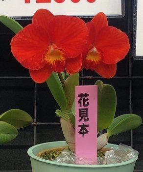 Rhyncattleanthe Angel Voice "Big Mama"