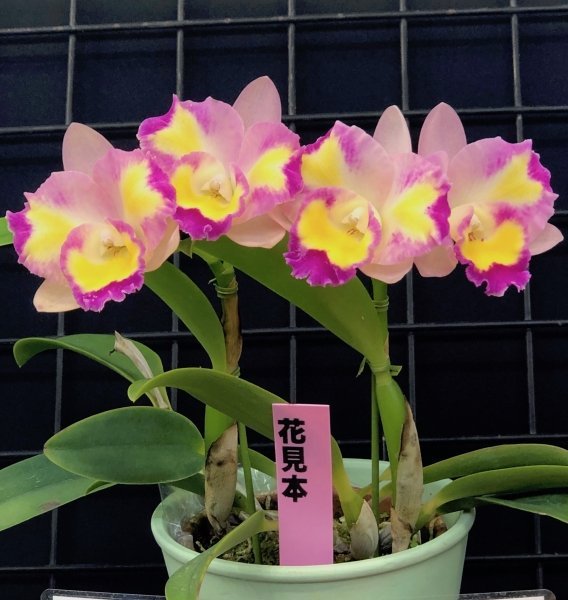 Cattleya Mari's Beat Sweetheart