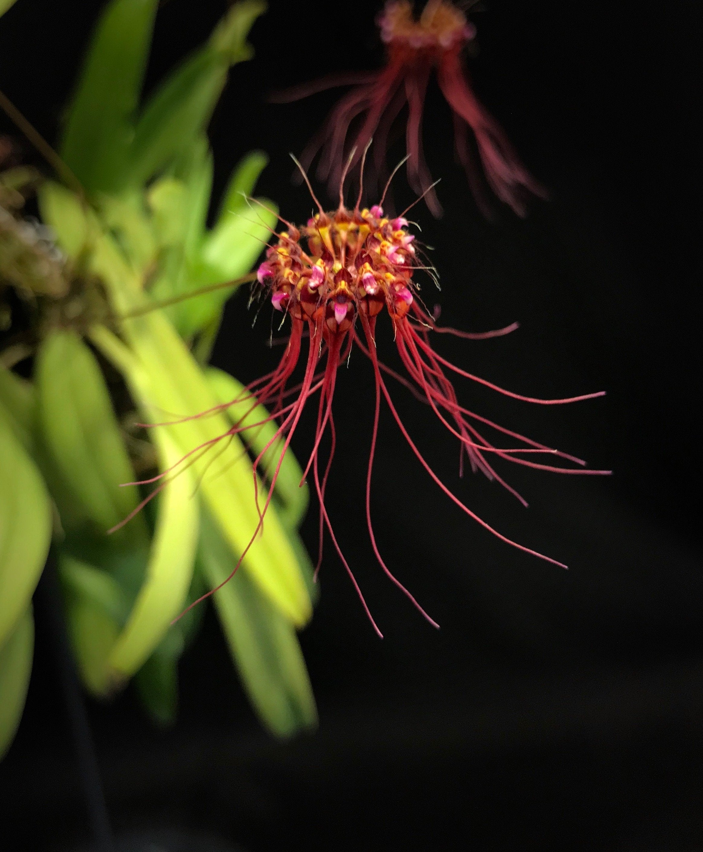 Bulbophyllum gracillimum "Big"