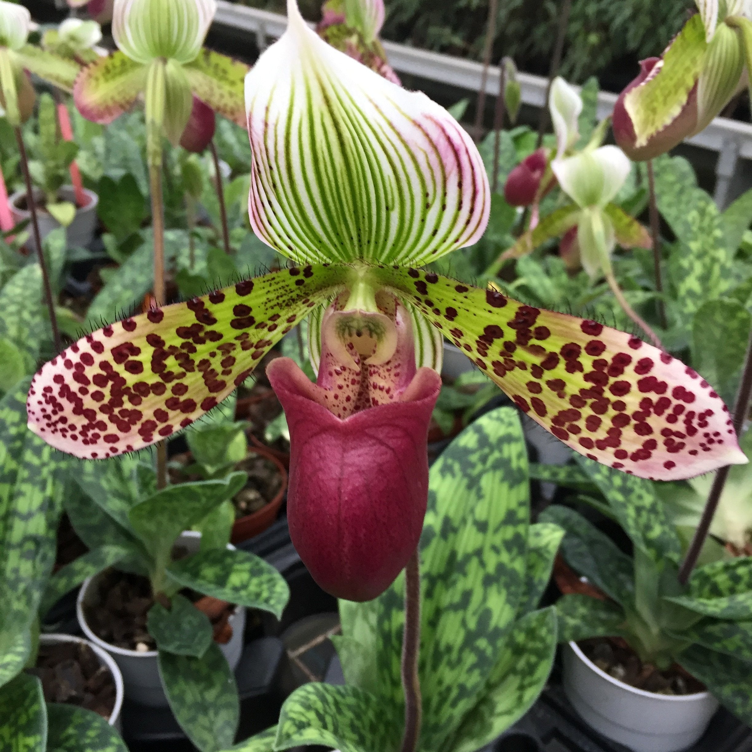 Paphiopedilum sukhakulii x mastersianum