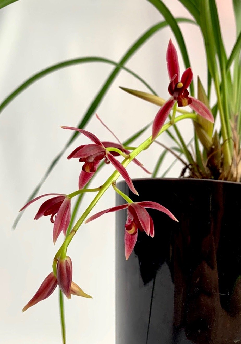 Cymbidium dayanum red