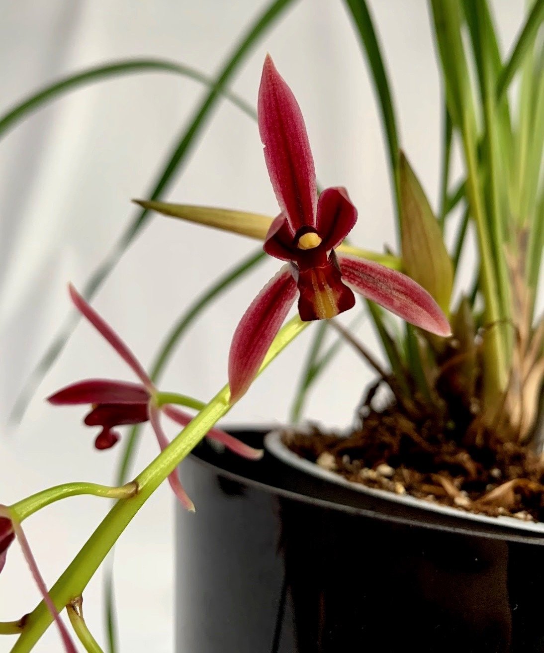 Cymbidium dayanum red