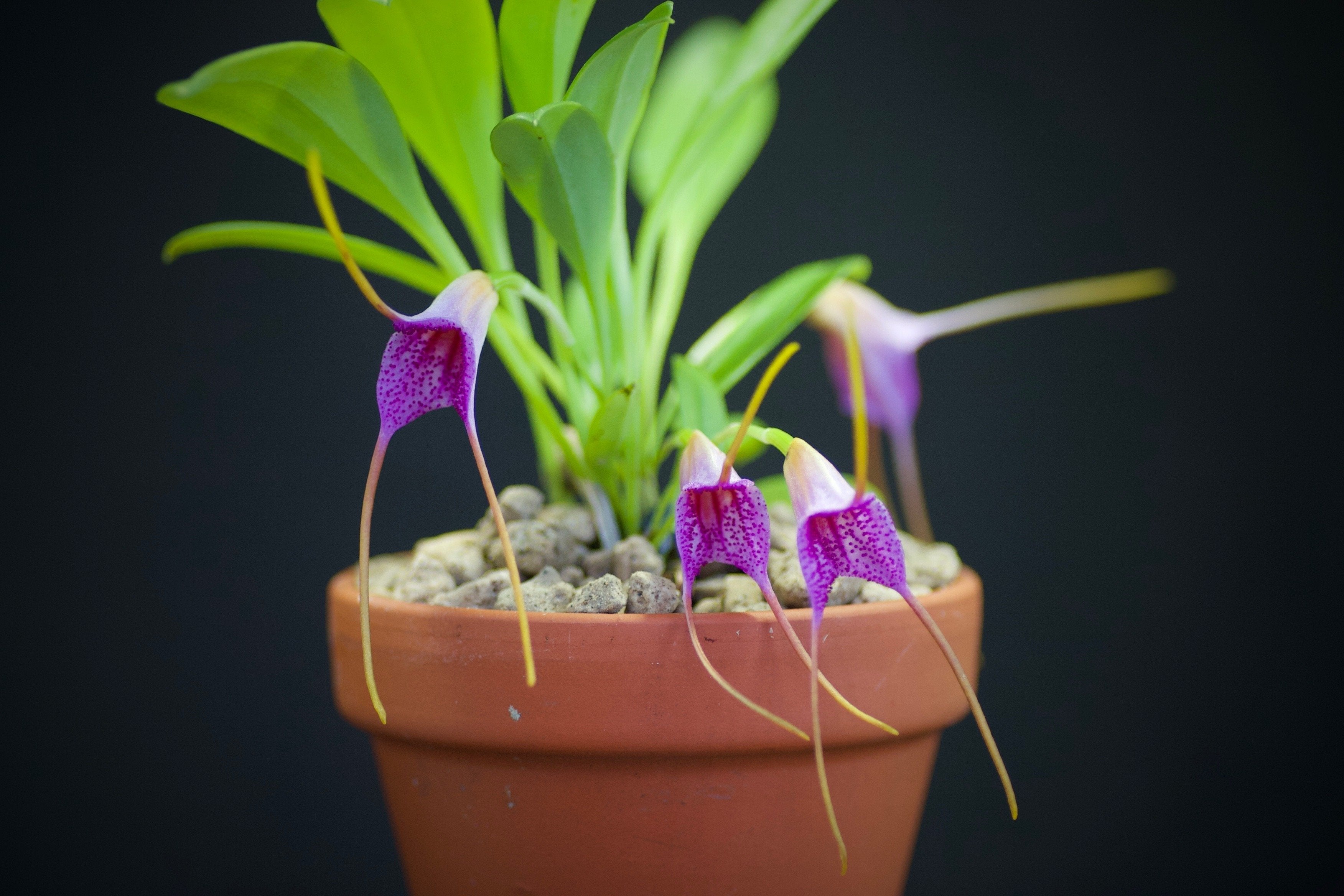 Masdevallia glandulosa