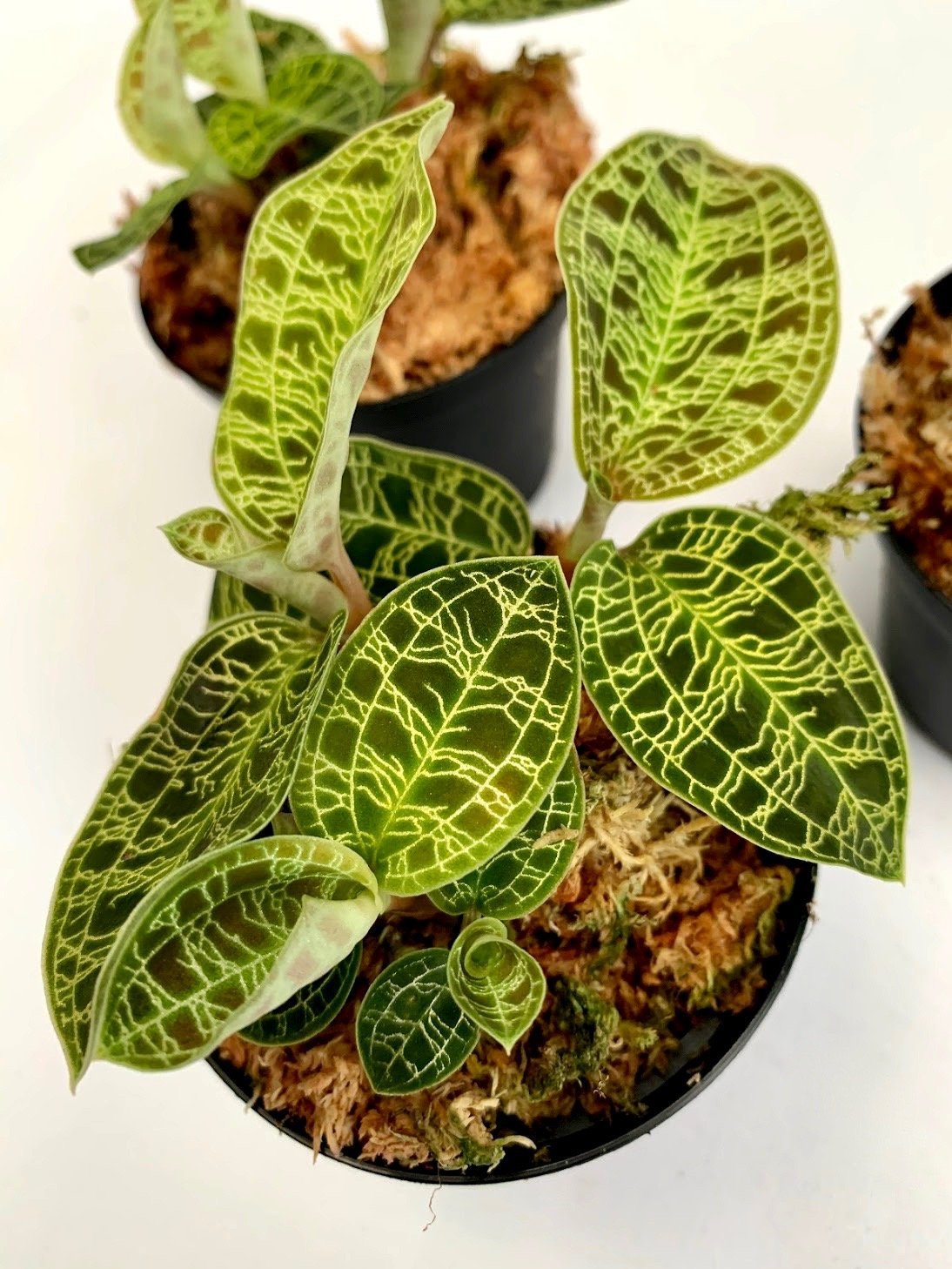 Macodes petola (1 pflanze pro Glas)