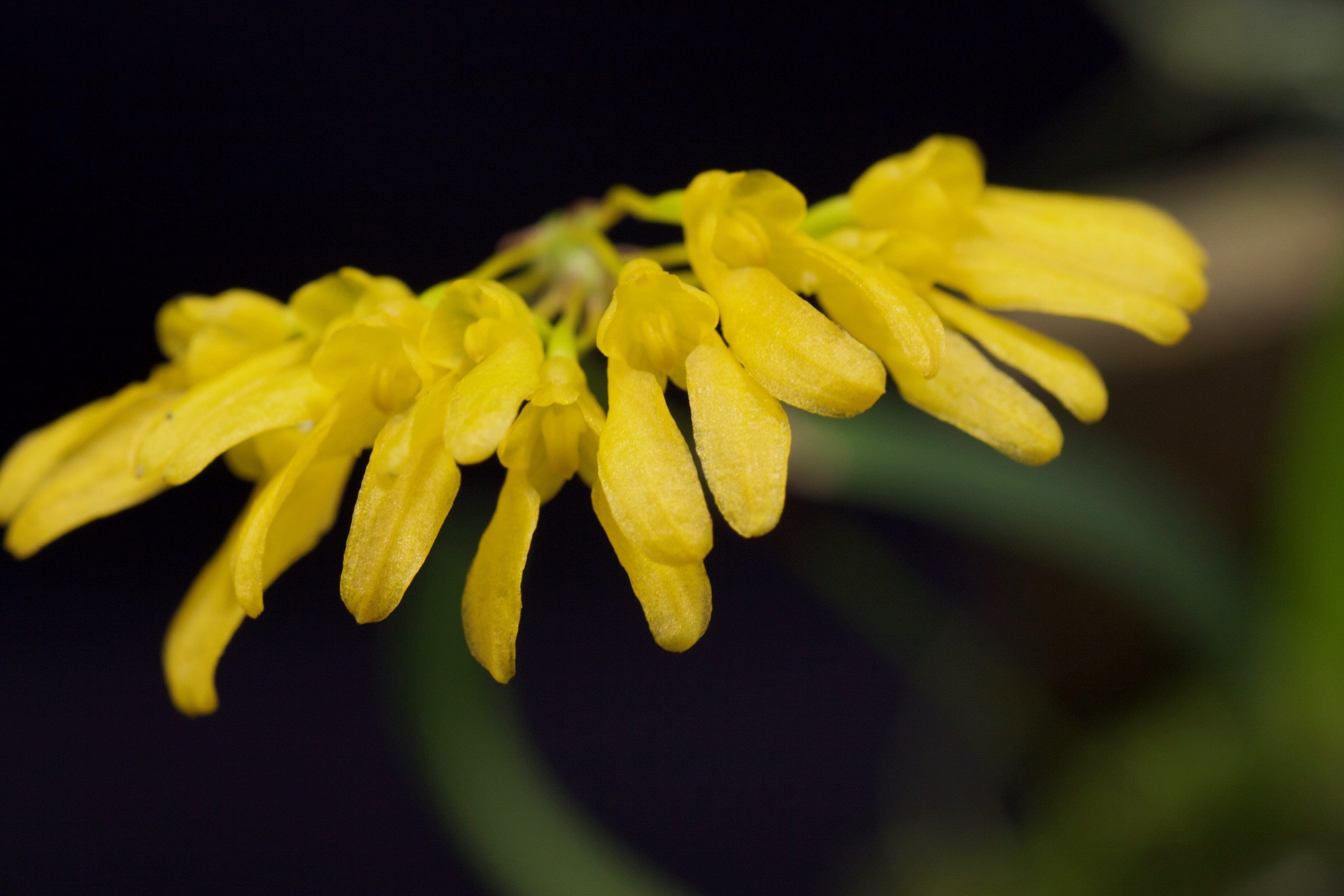Bulbophyllum macroleum