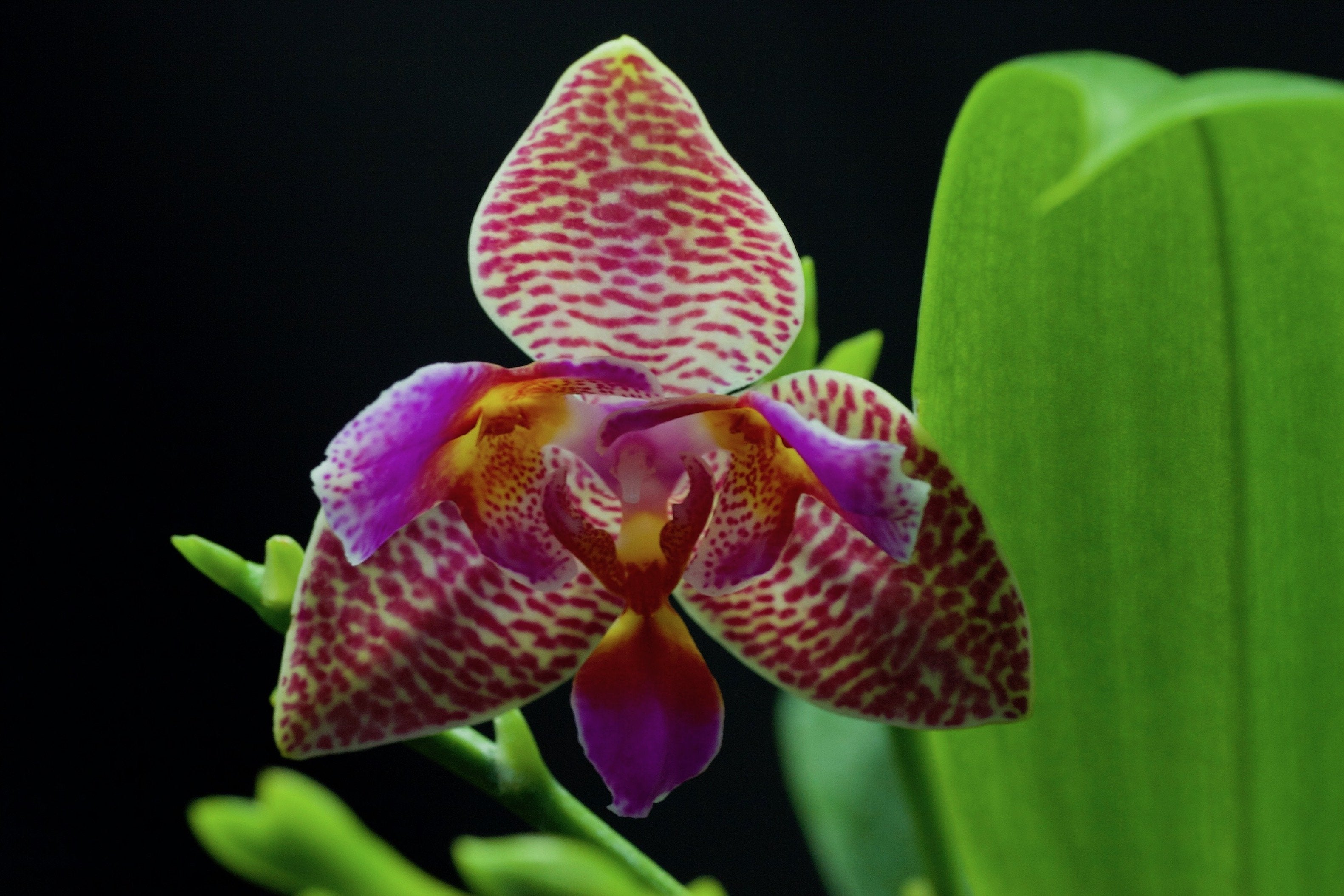 Phalaenopsis Joy Fairy Tale "Joy"